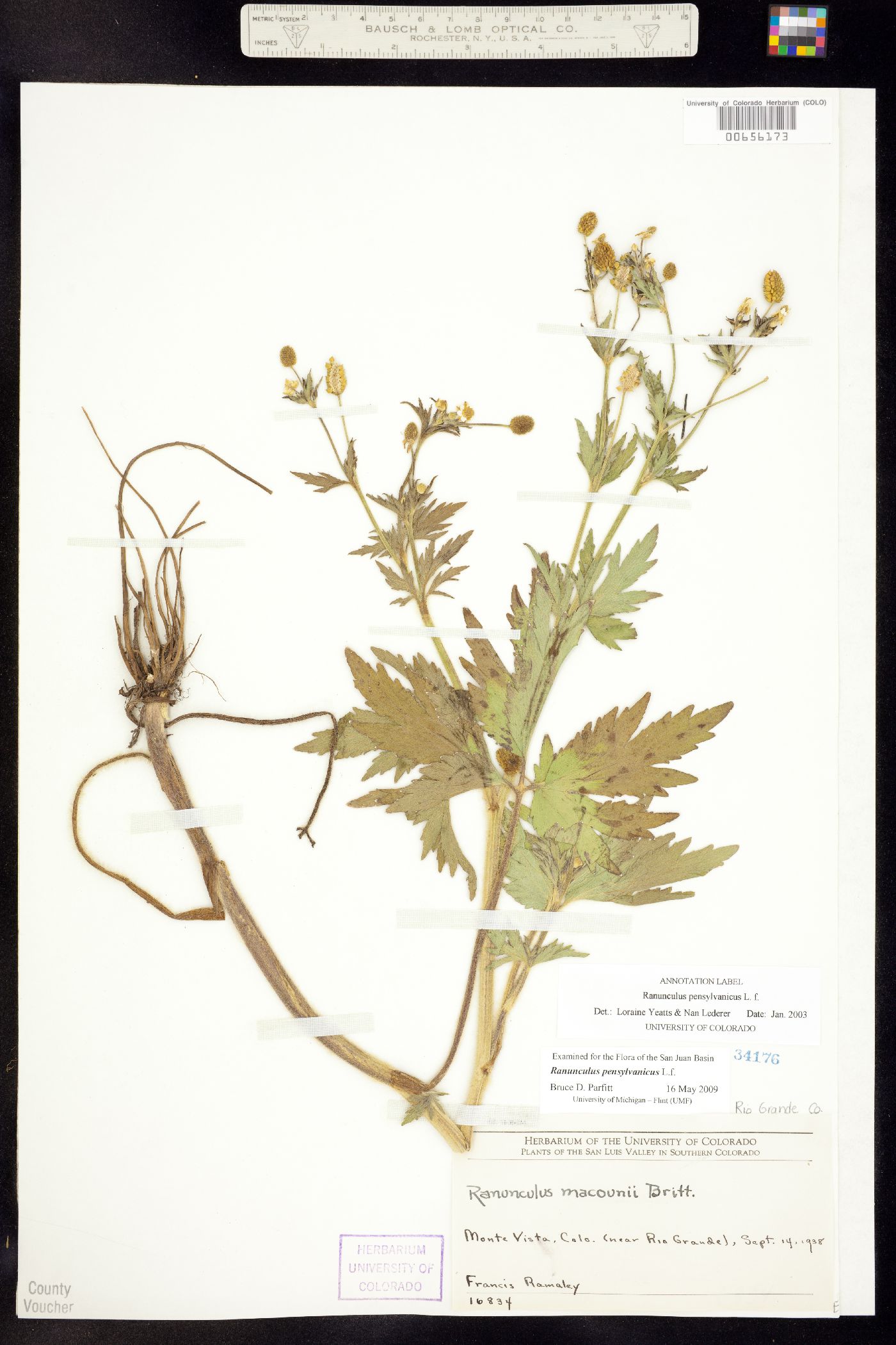 Ranunculus pensylvanicus image