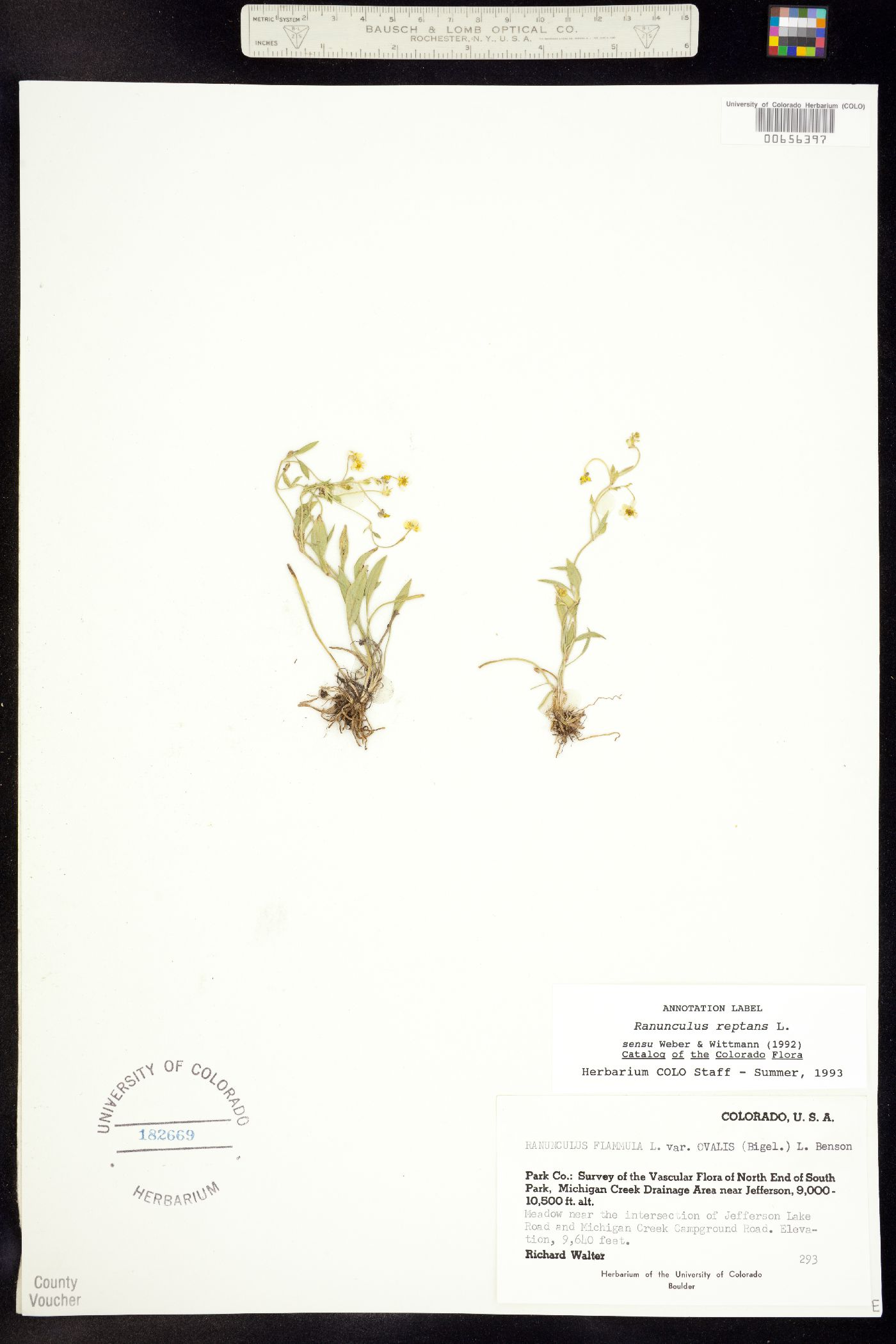 Ranunculus flammula var. ovalis image