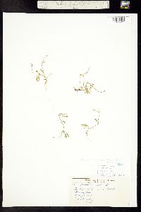 Ranunculus flammula var. flammula image