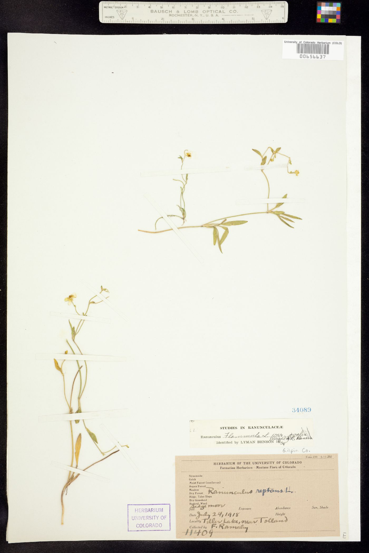 Ranunculus flammula var. ovalis image