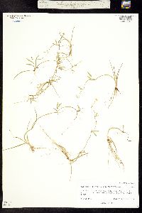 Ranunculus flammula var. flammula image