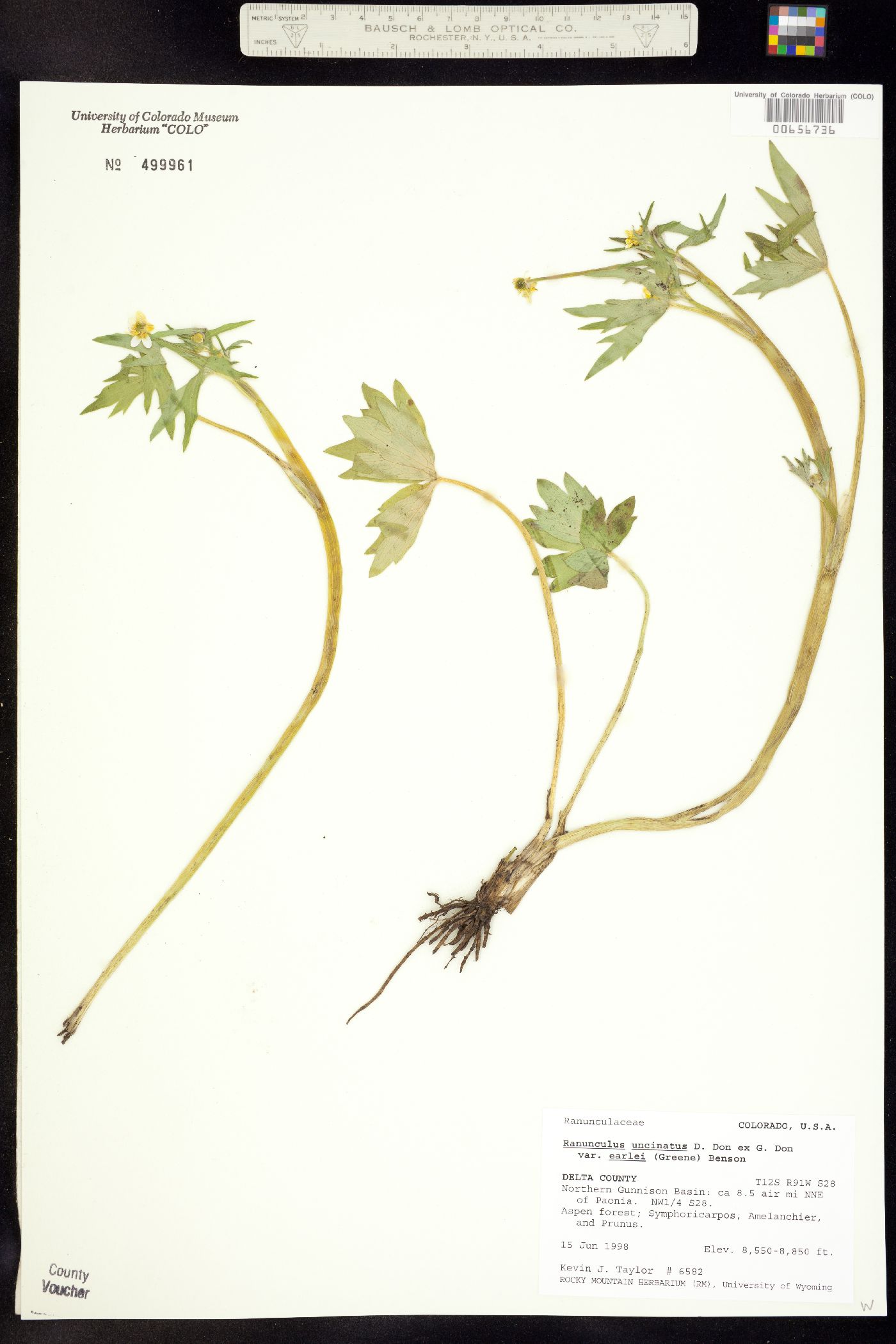 Ranunculus uncinatus image