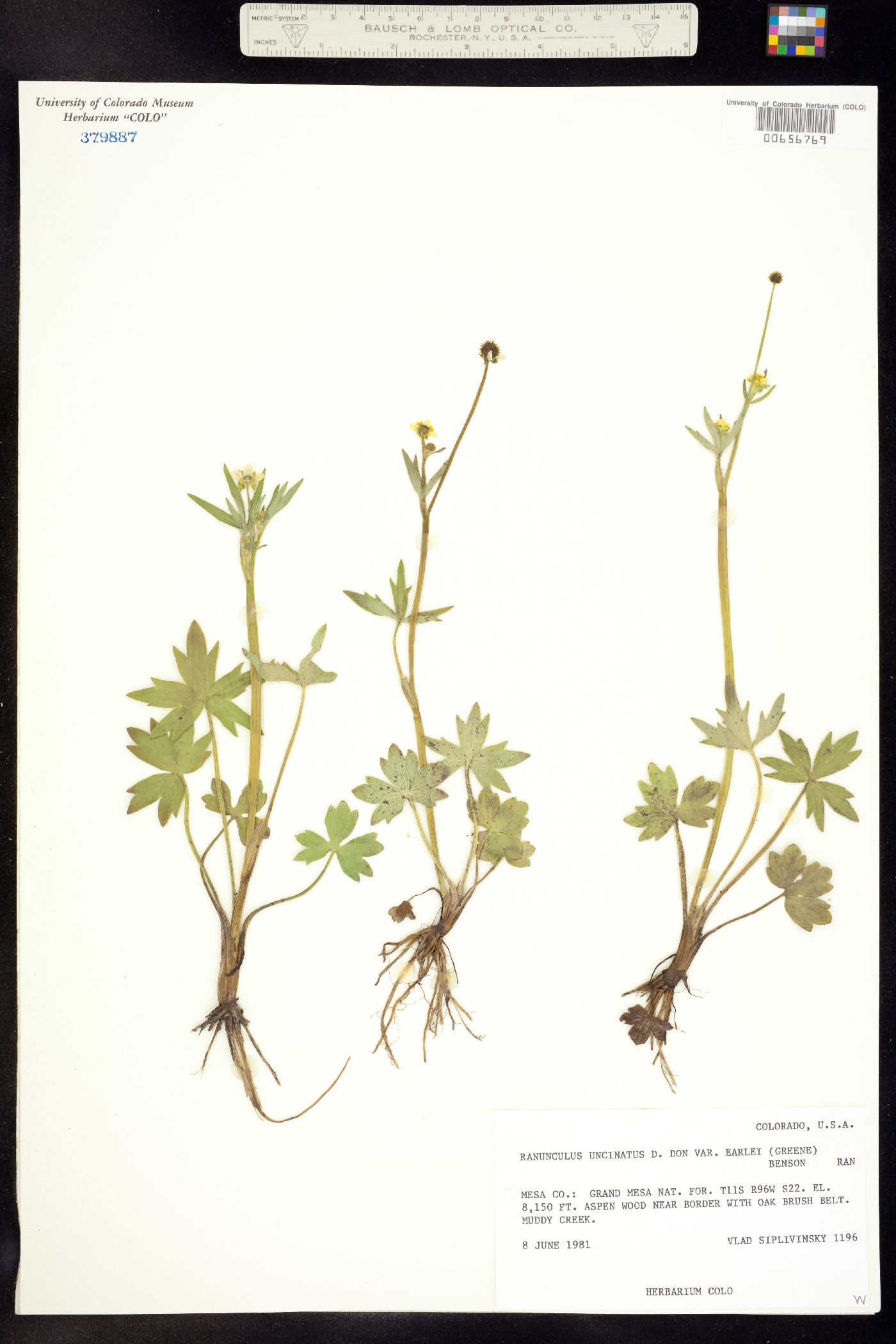 Ranunculus uncinatus image