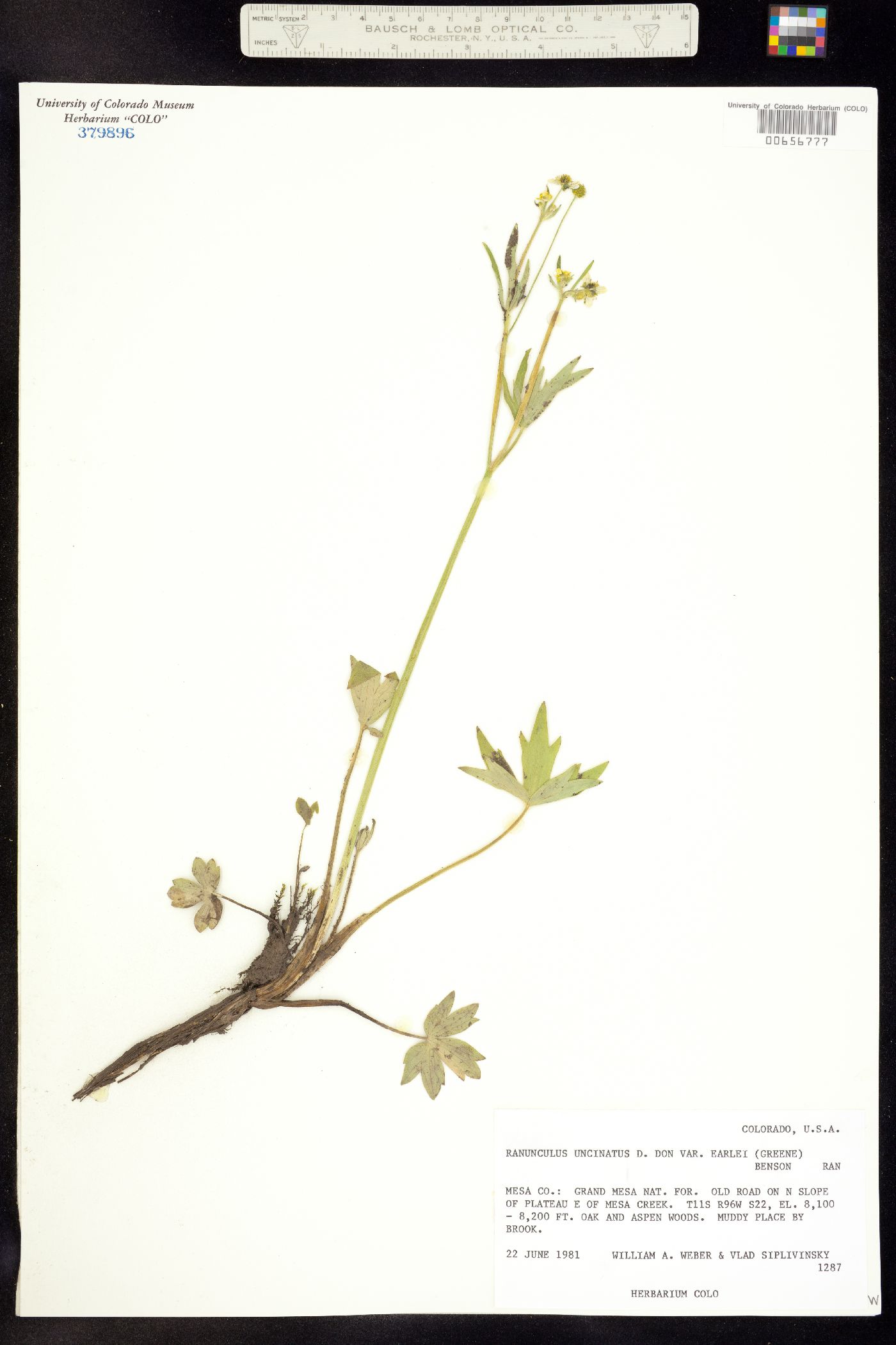 Ranunculus uncinatus image