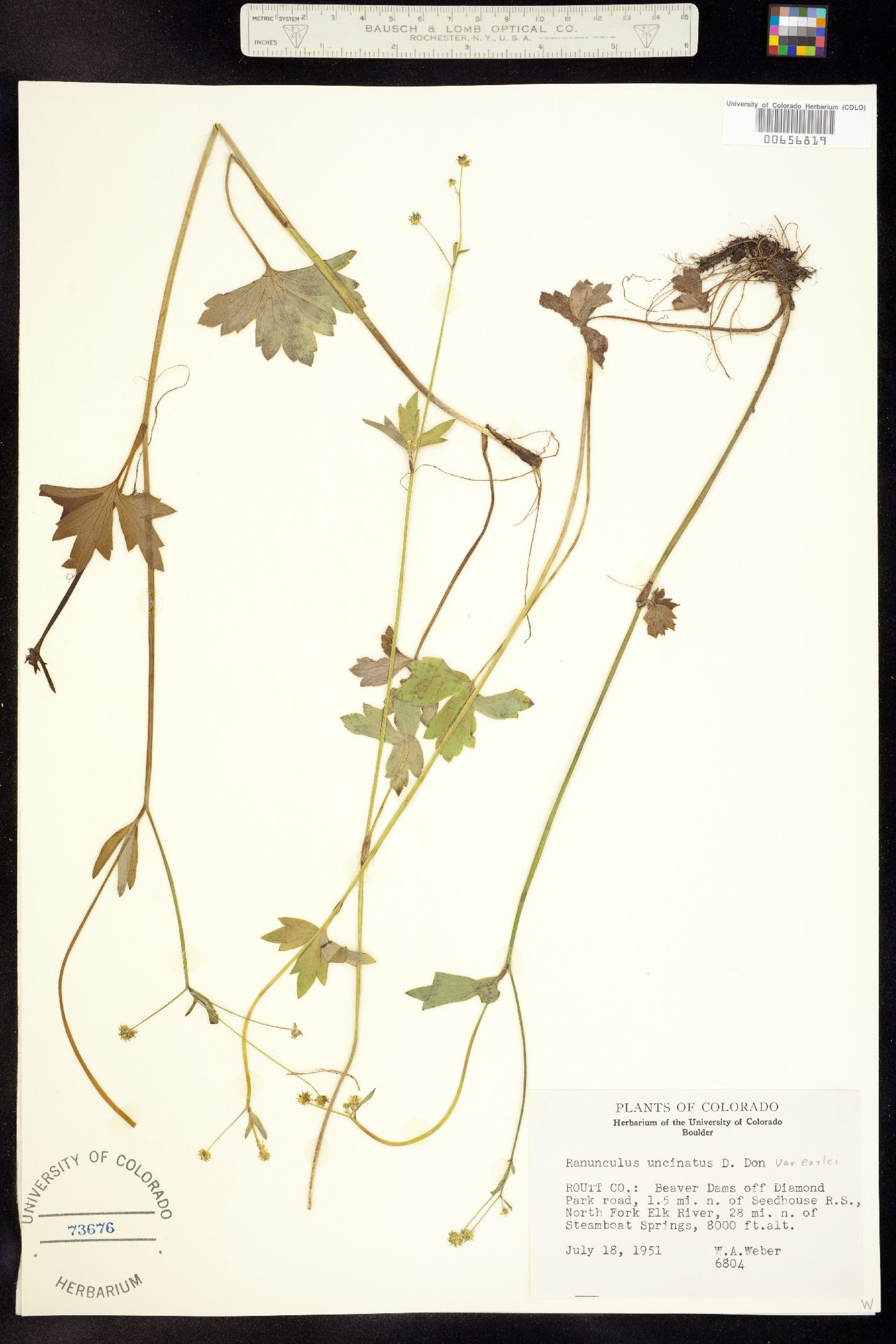 Ranunculus uncinatus image