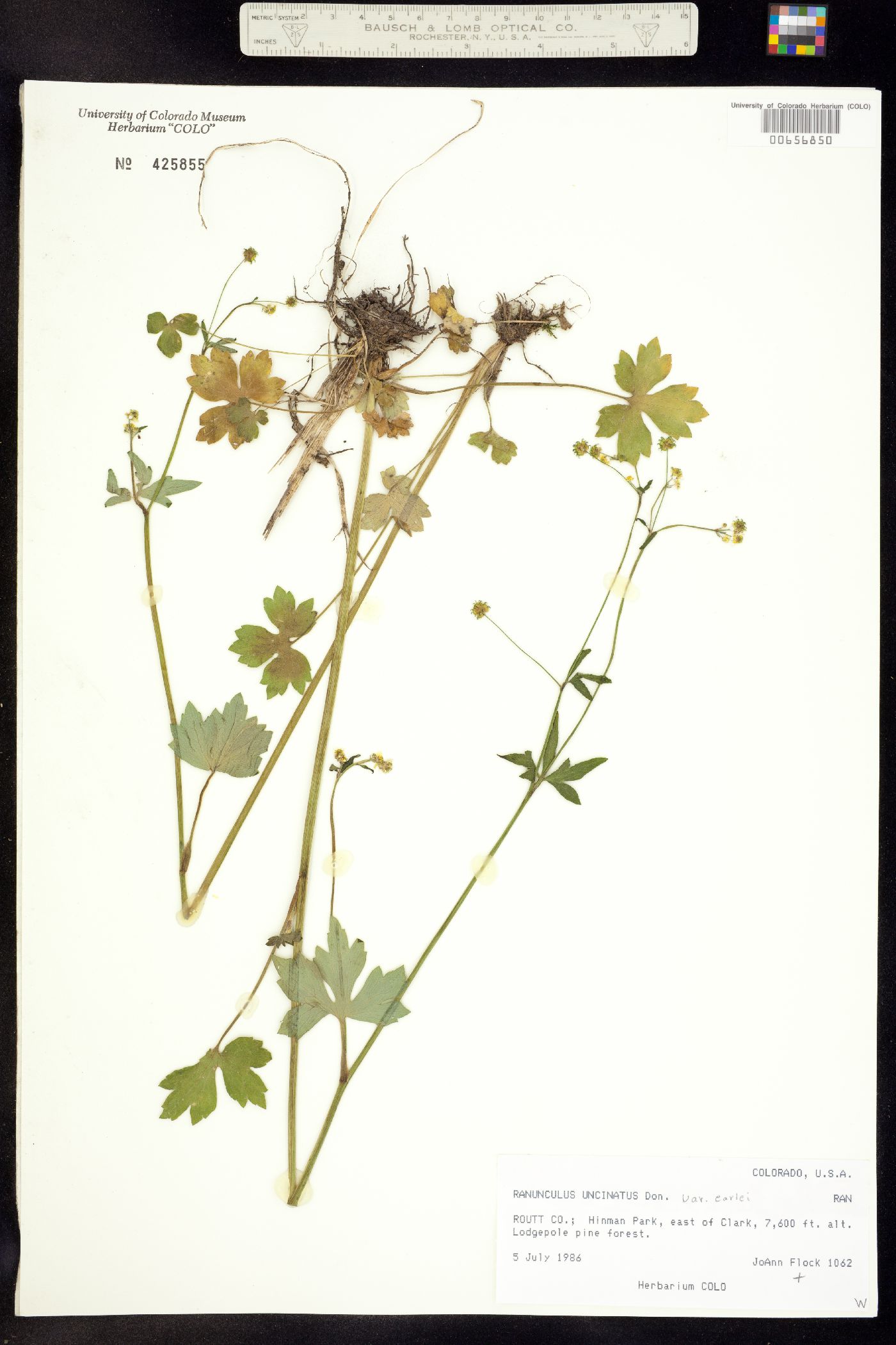 Ranunculus uncinatus image