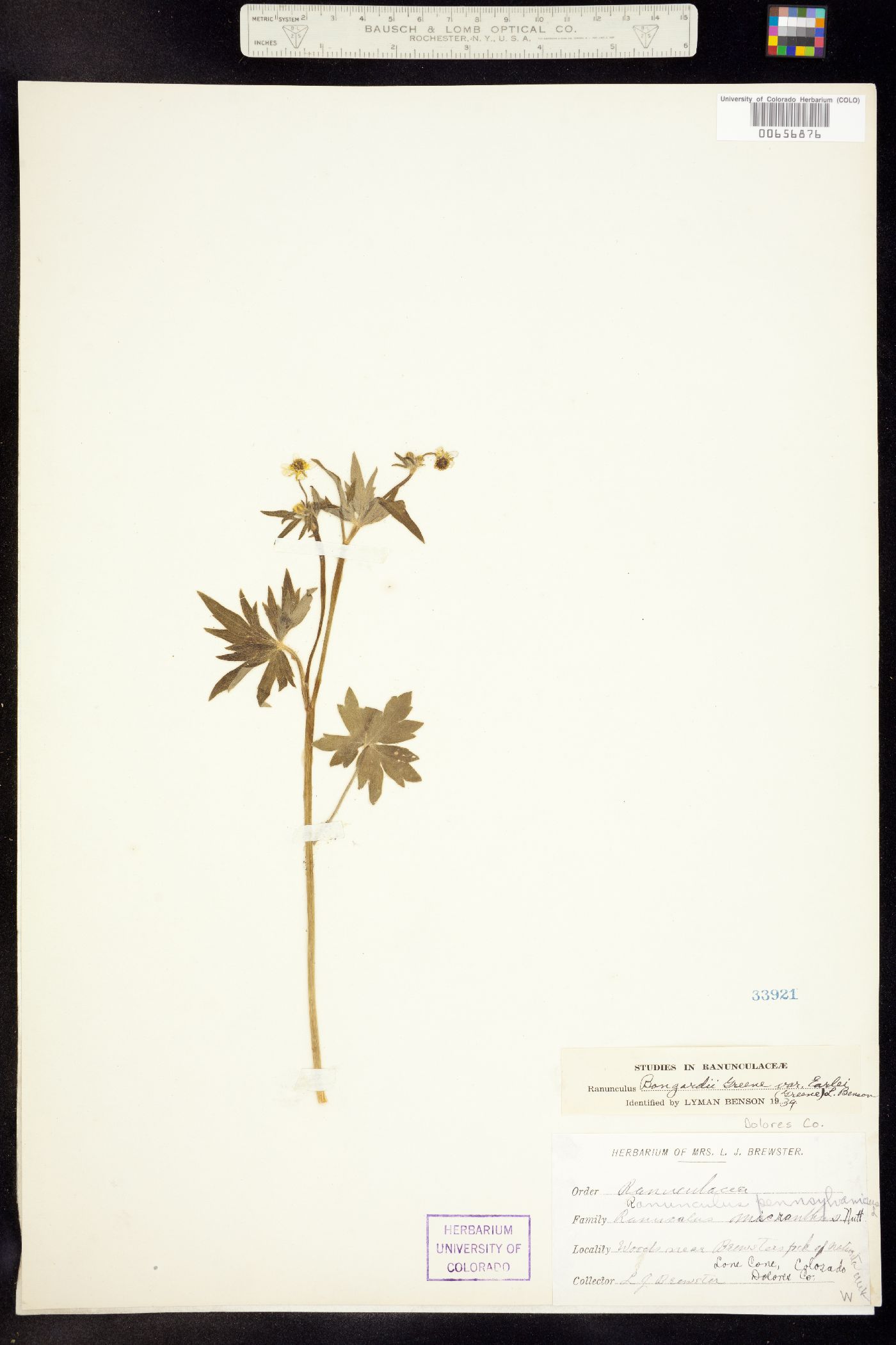 Ranunculus uncinatus image