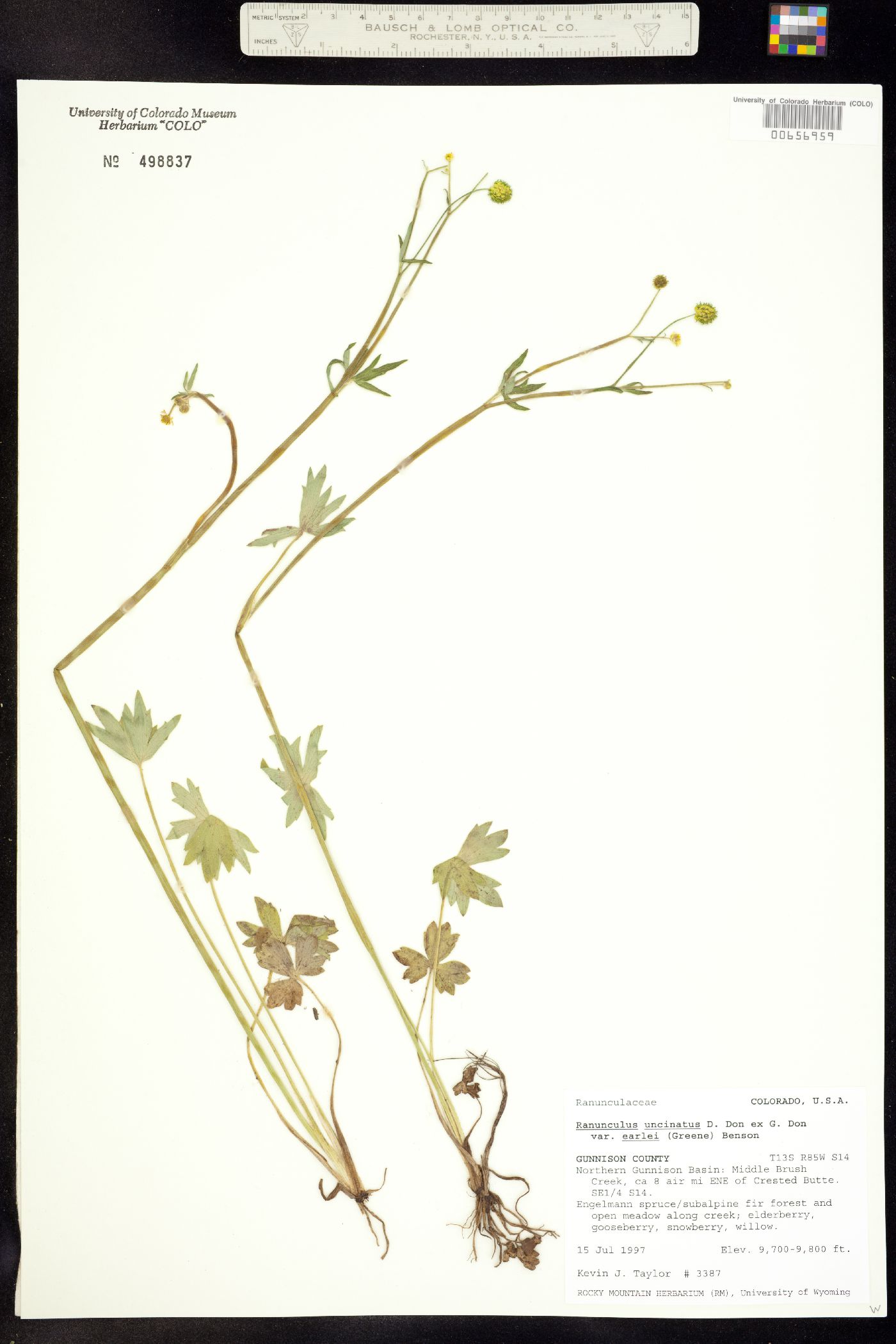 Ranunculus uncinatus image