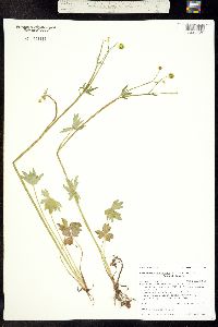 Ranunculus uncinatus var. earlei image