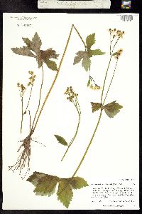 Image of Trautvetteria caroliniensis