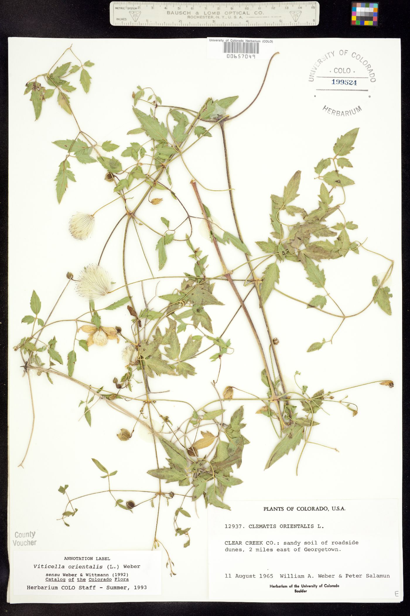 Clematis orientalis image