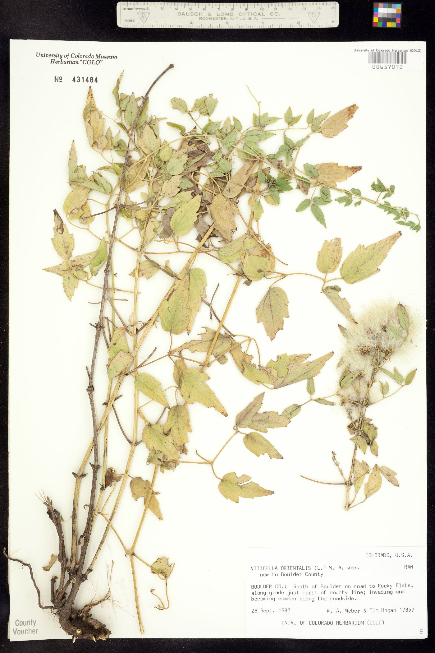 Clematis orientalis image