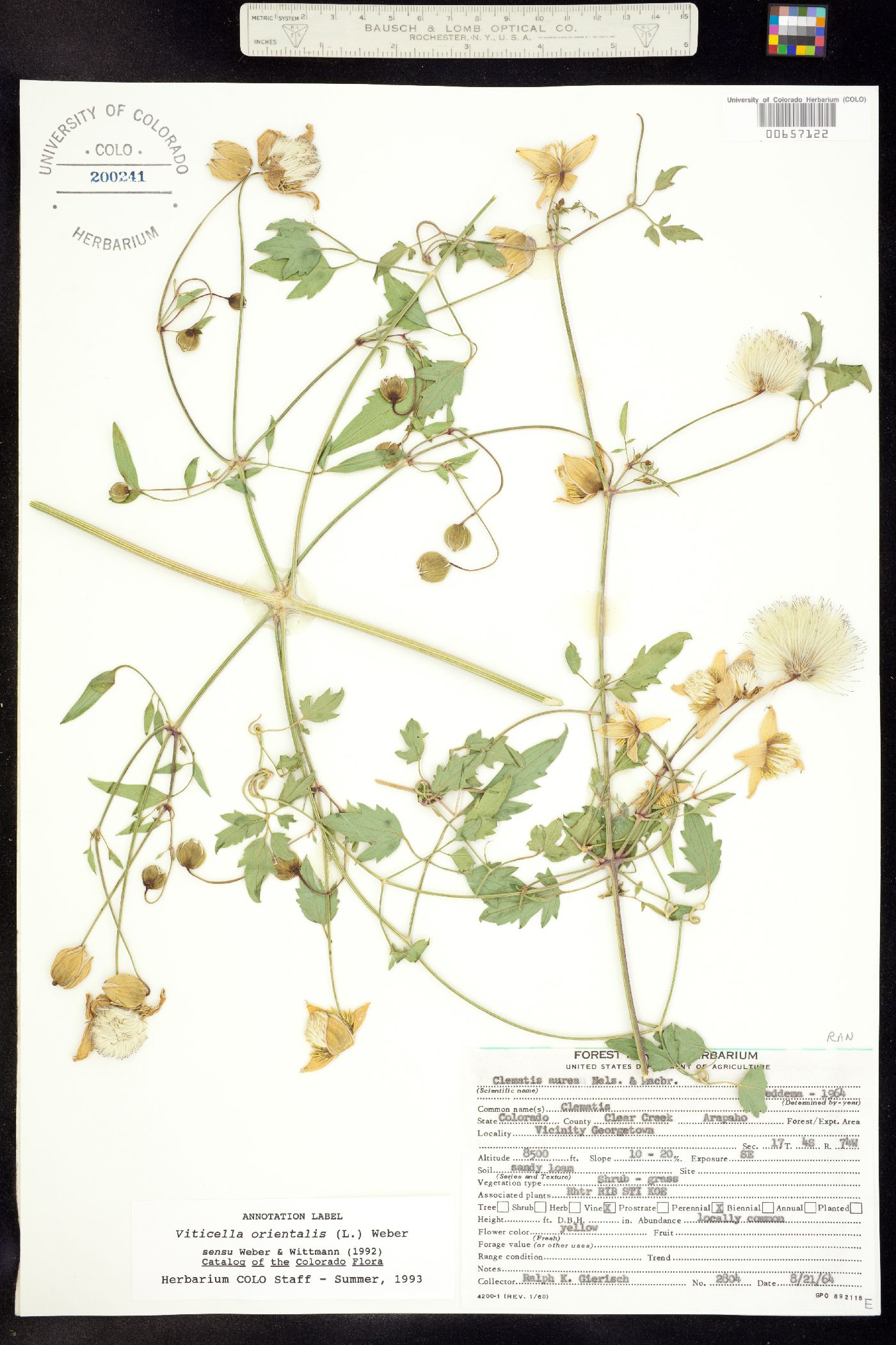 Clematis orientalis image