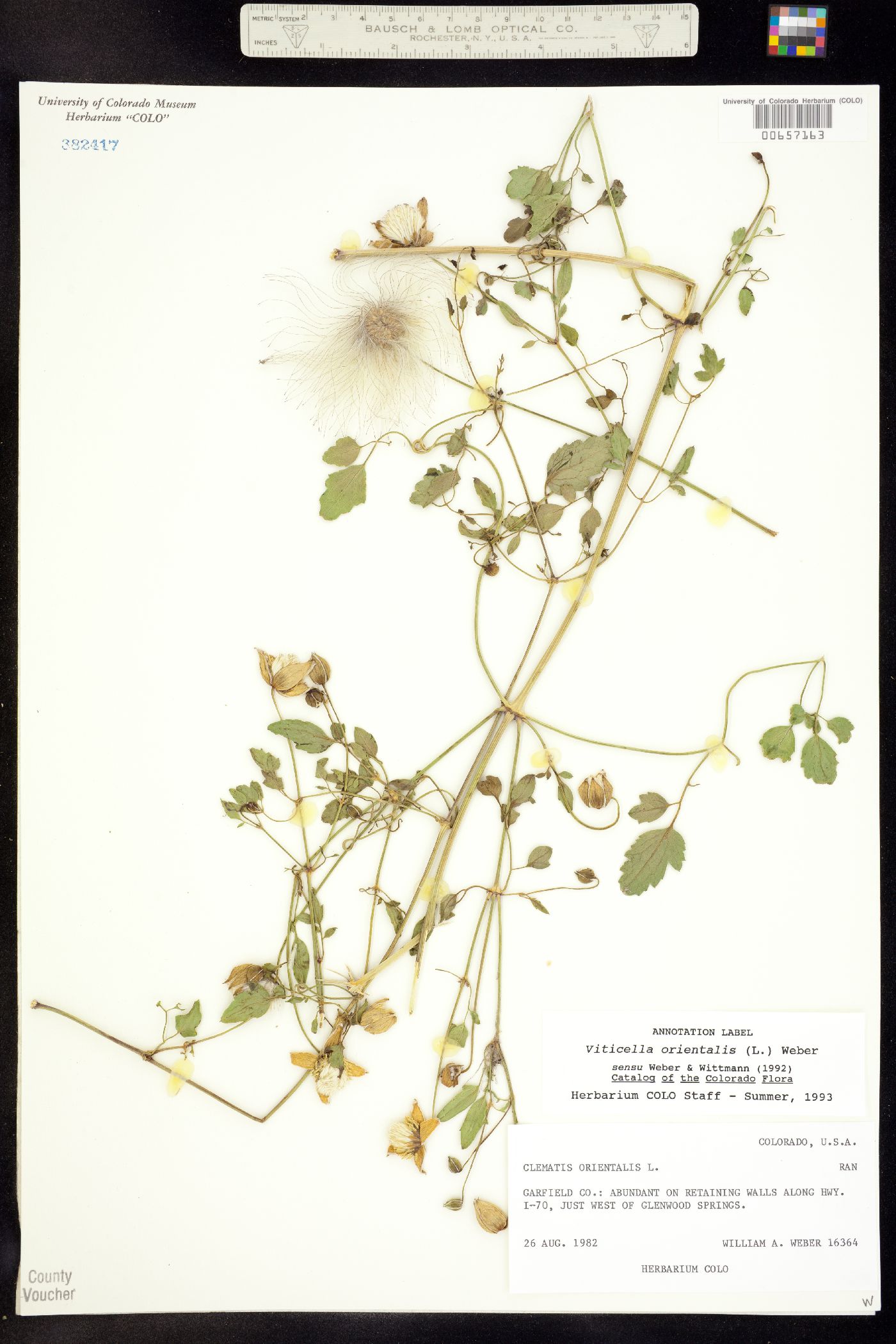 Clematis orientalis image