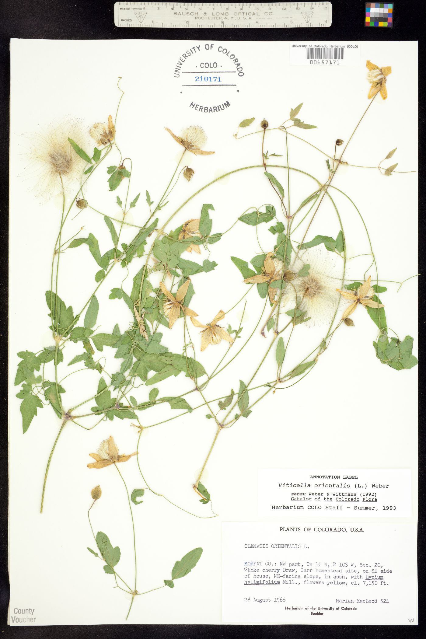 Clematis orientalis image