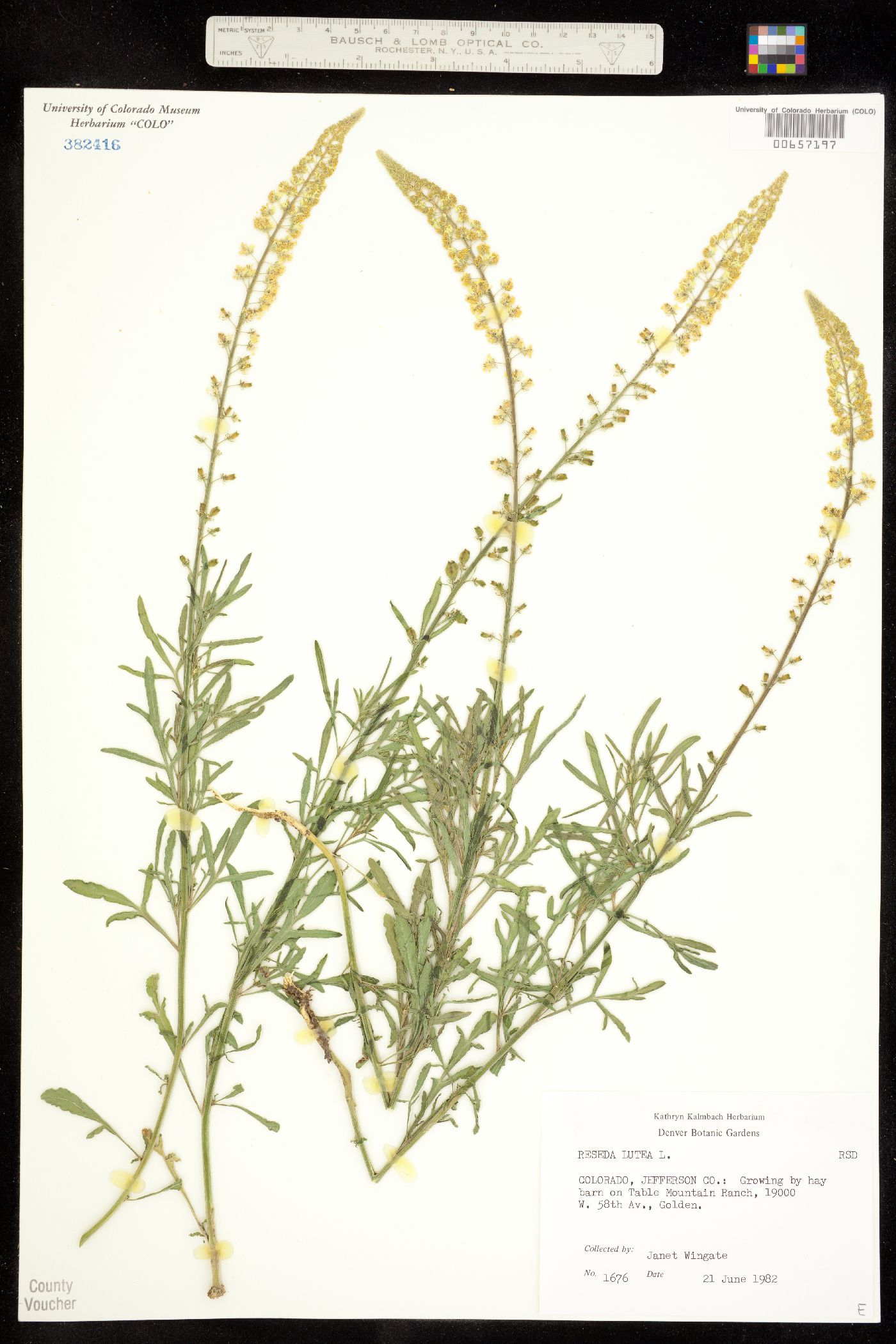 Reseda lutea image