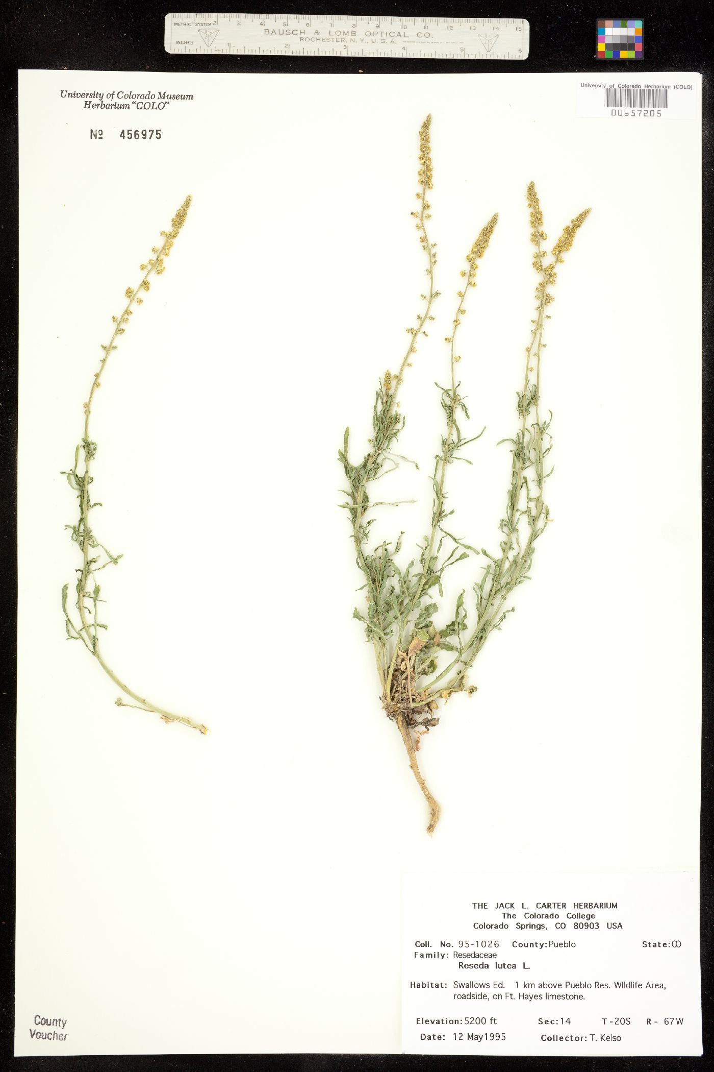 Reseda lutea image