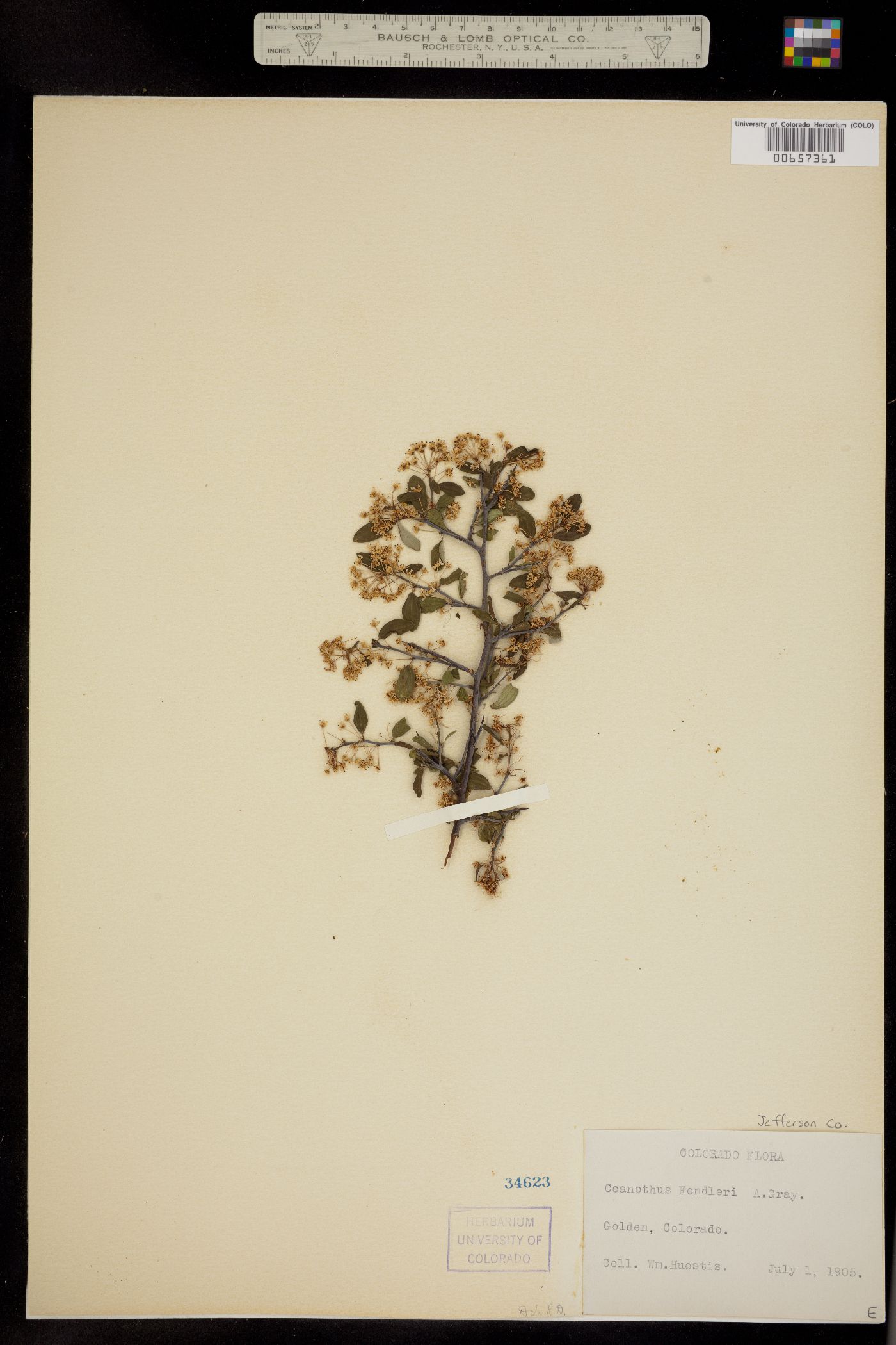 Ceanothus fendleri image