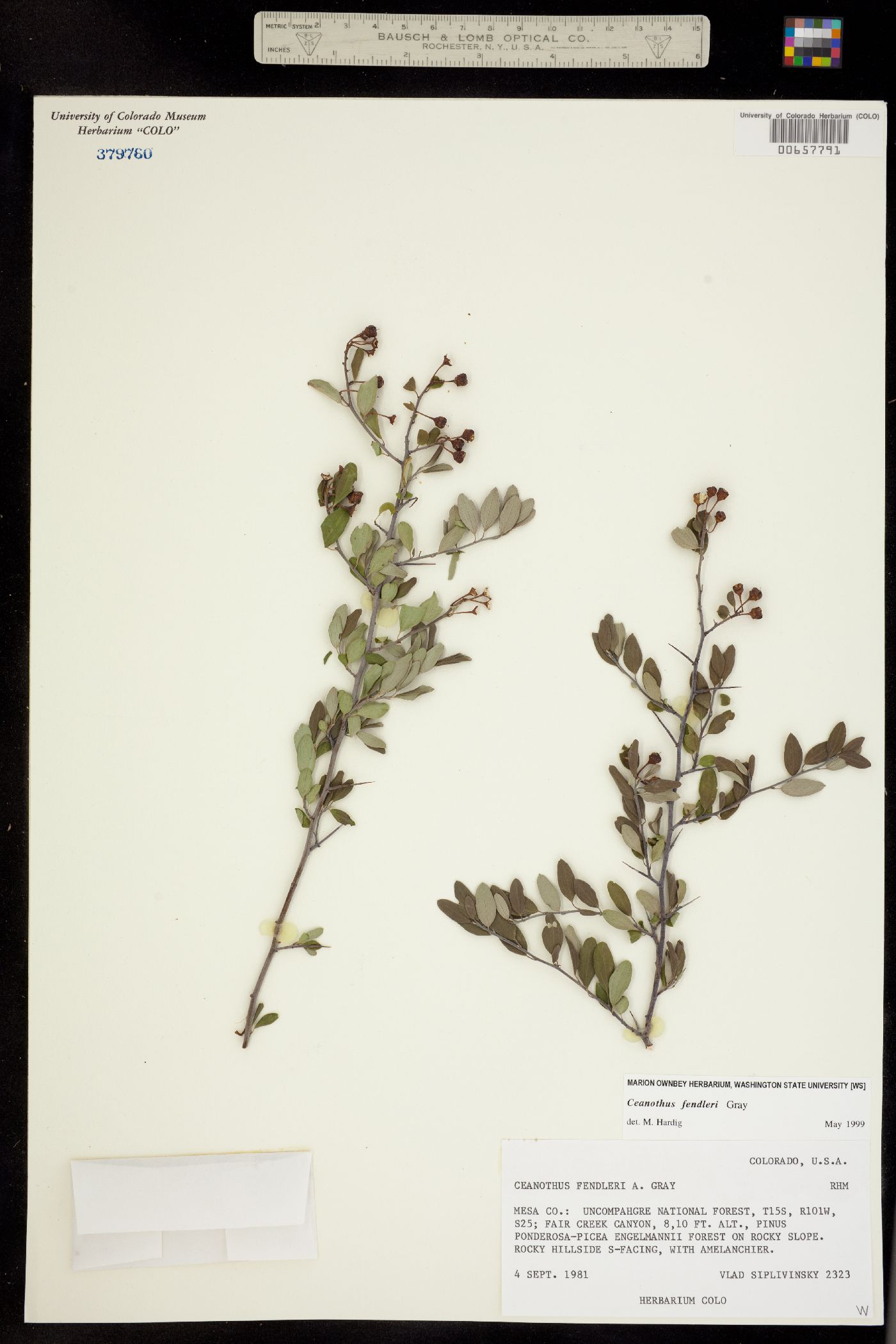 Rhamnaceae image