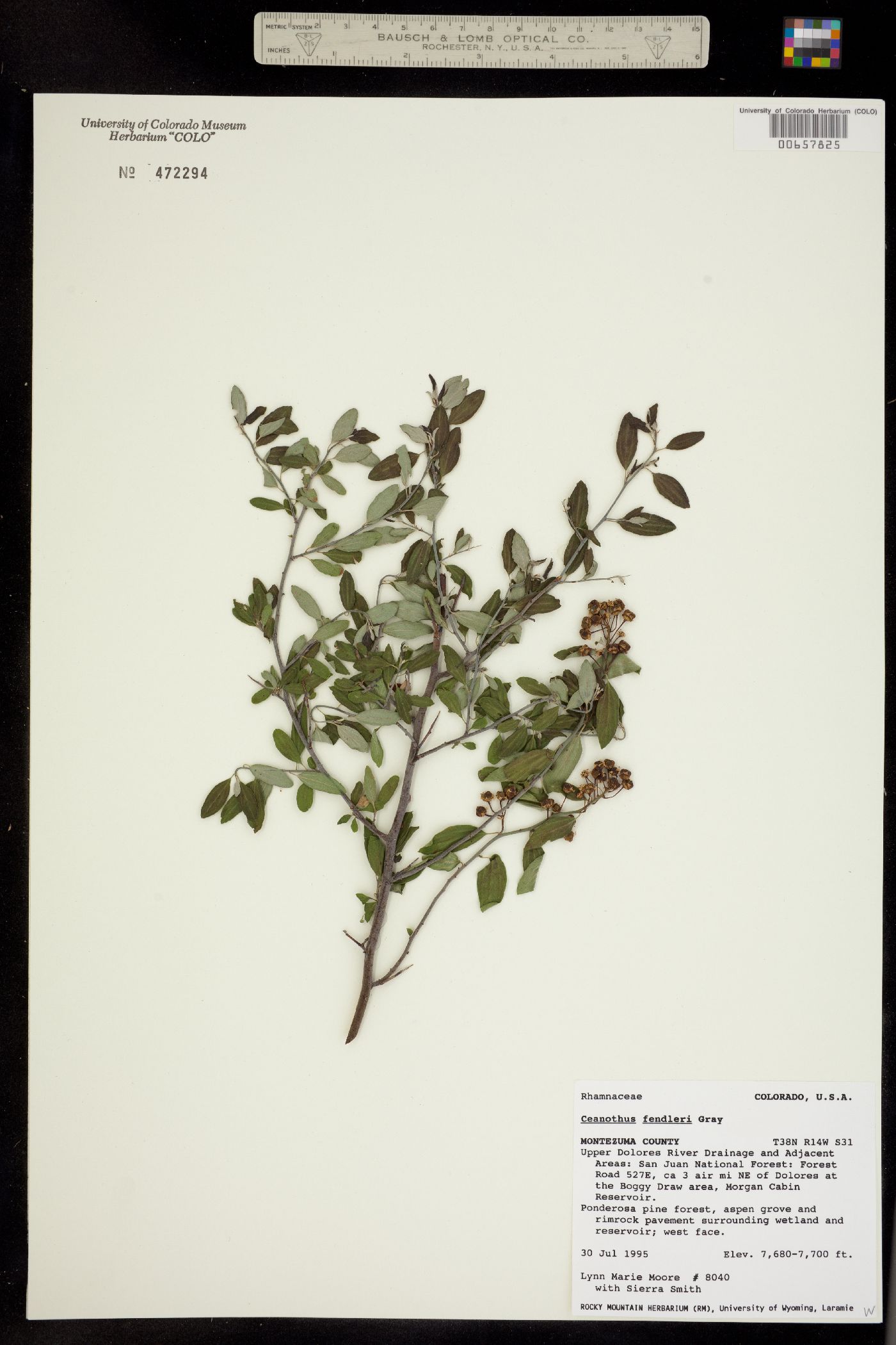 Ceanothus fendleri image