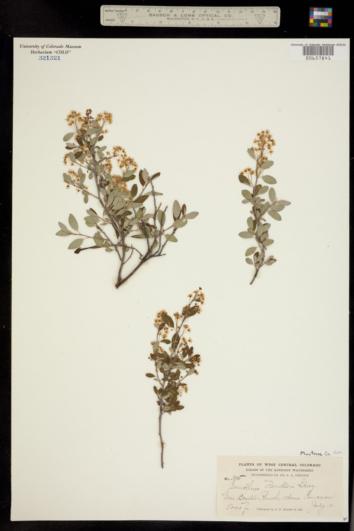 Ceanothus image