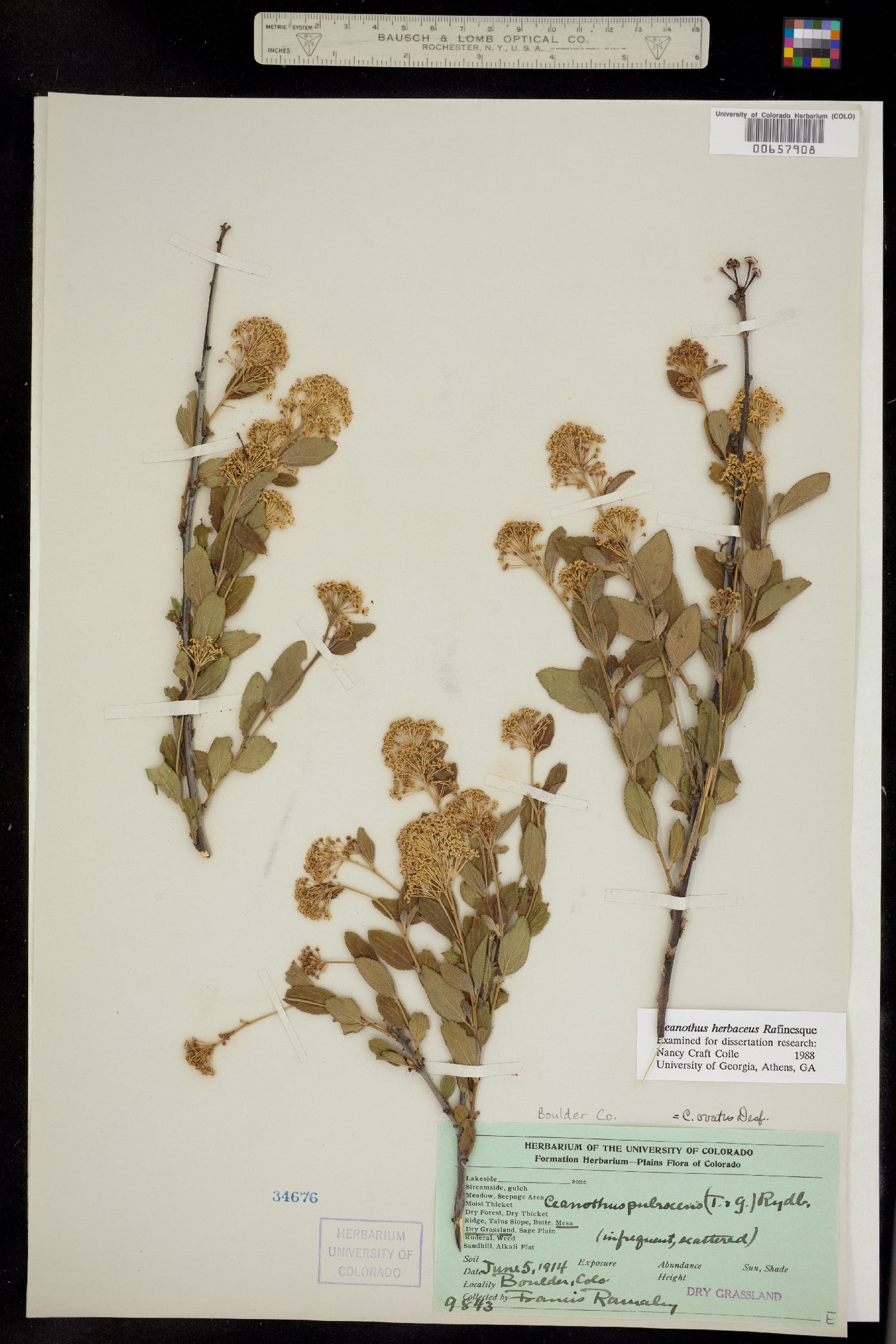 Rhamnaceae image