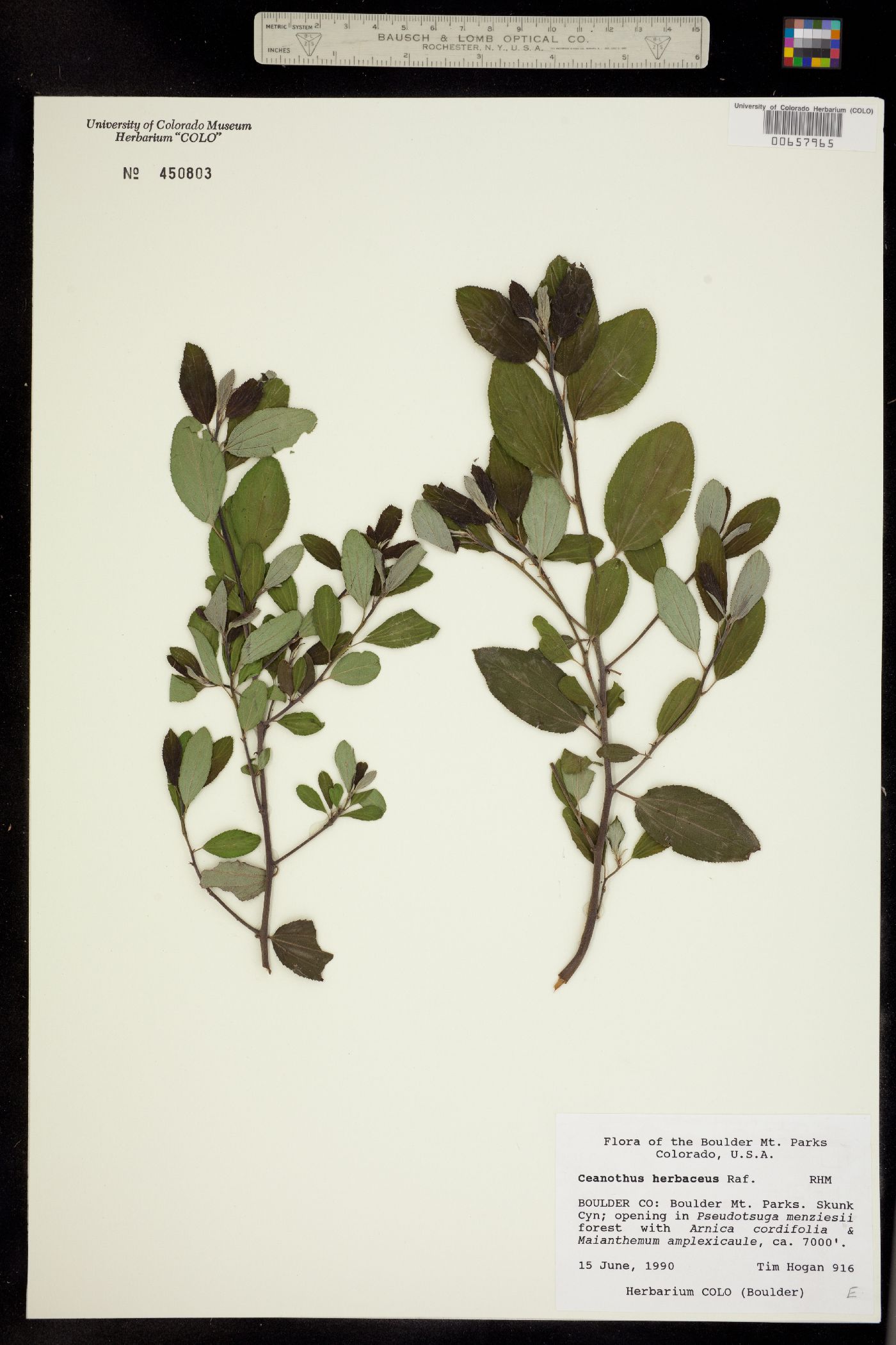Ceanothus image