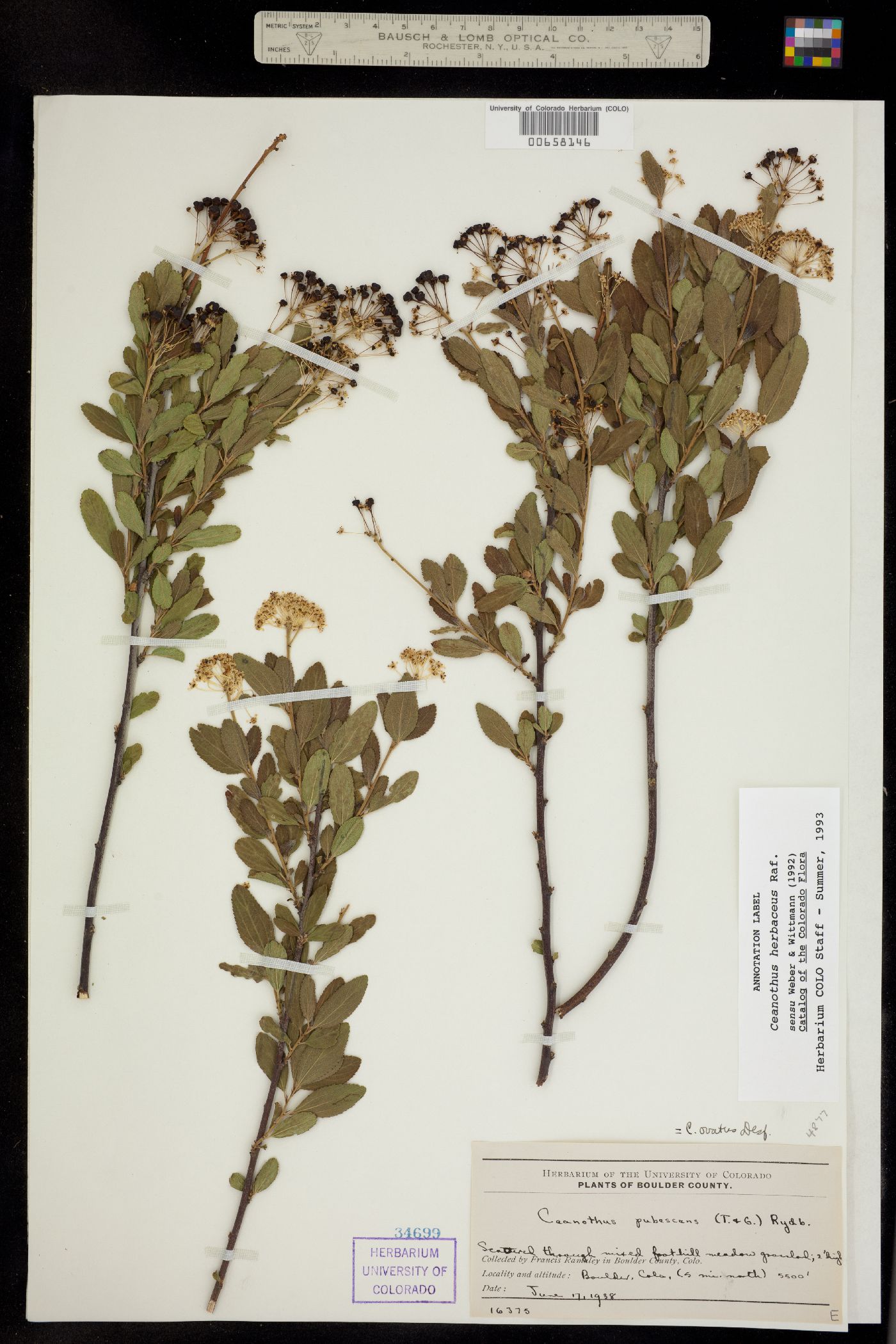 Ceanothus herbaceus image