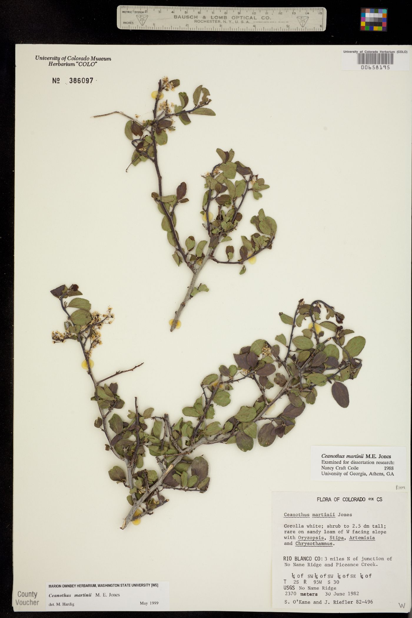 Ceanothus martinii image
