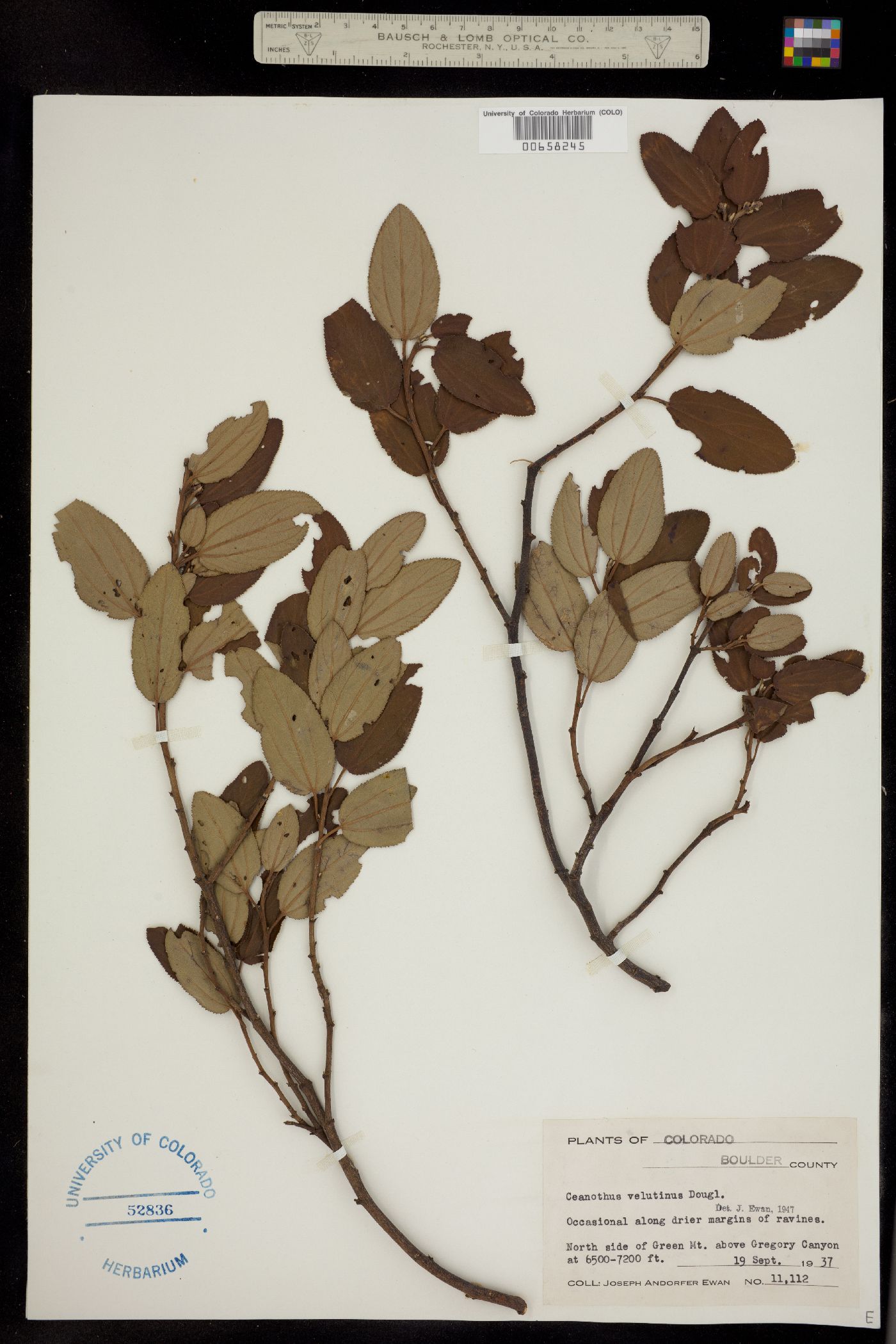 Rhamnaceae image