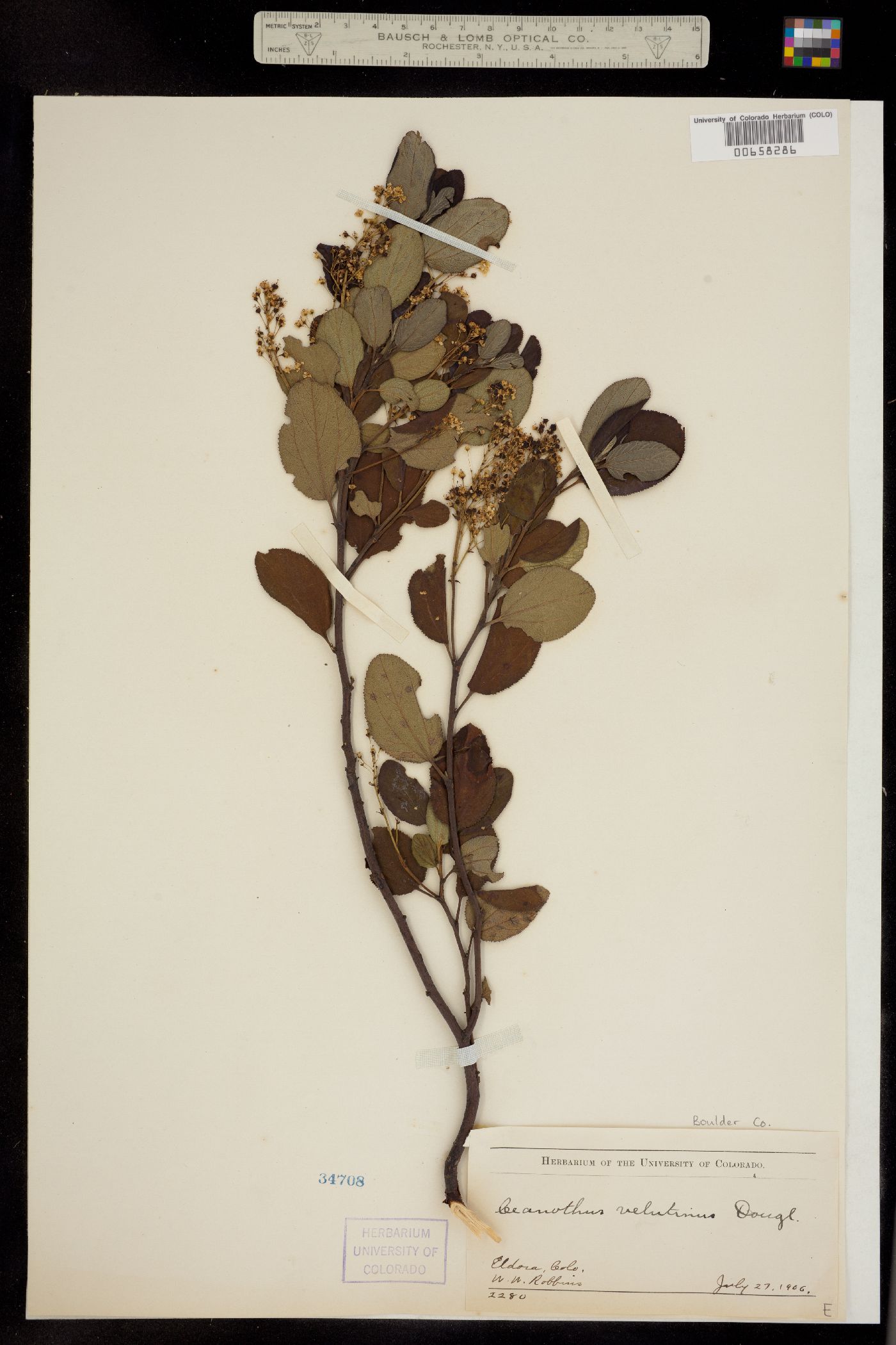Rhamnaceae image