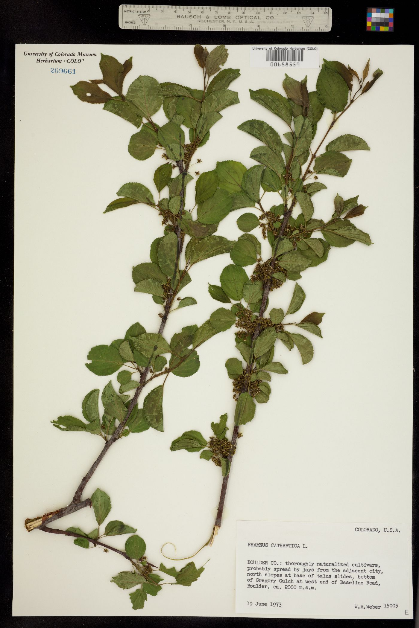 Rhamnus cathartica image