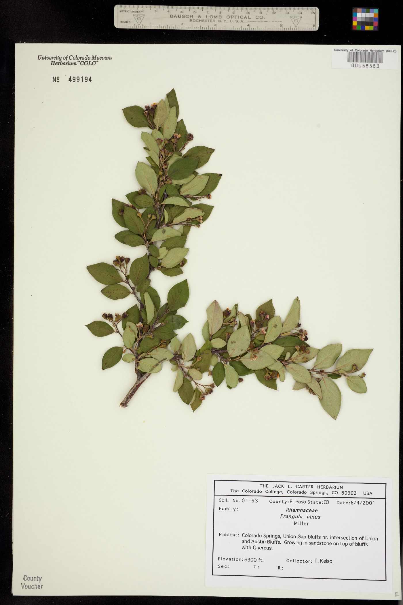 Rhamnus frangula image