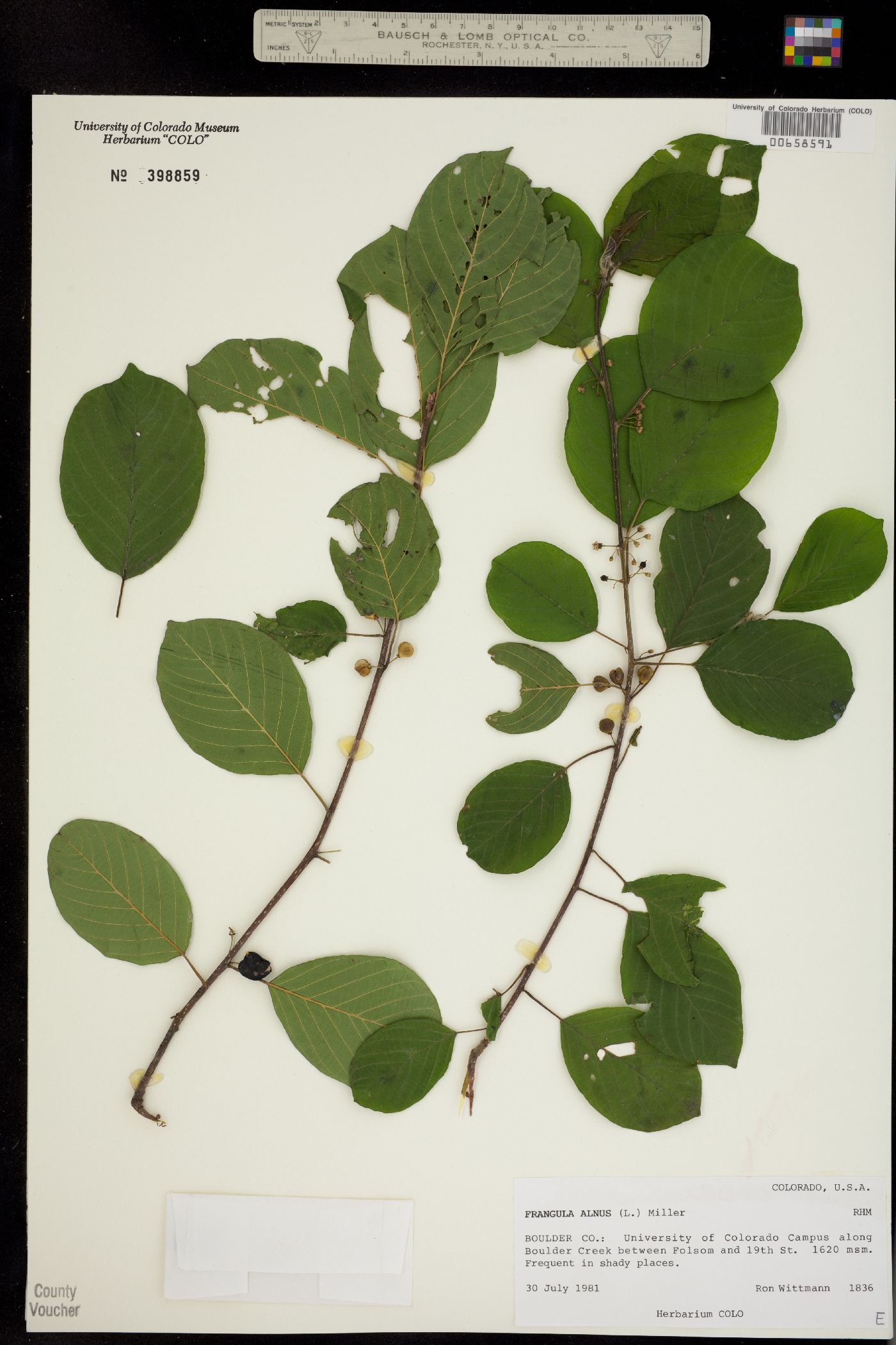 Rhamnus frangula image