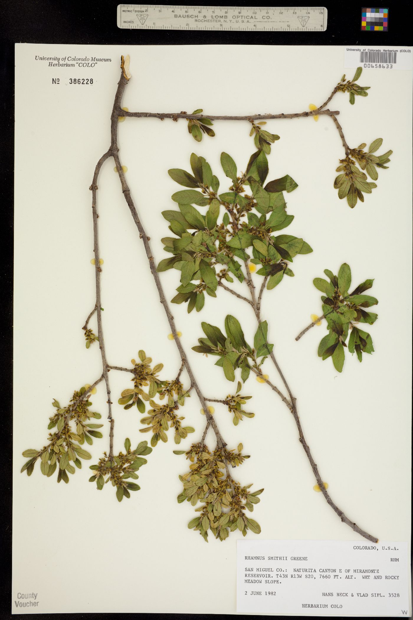 Rhamnus smithii image