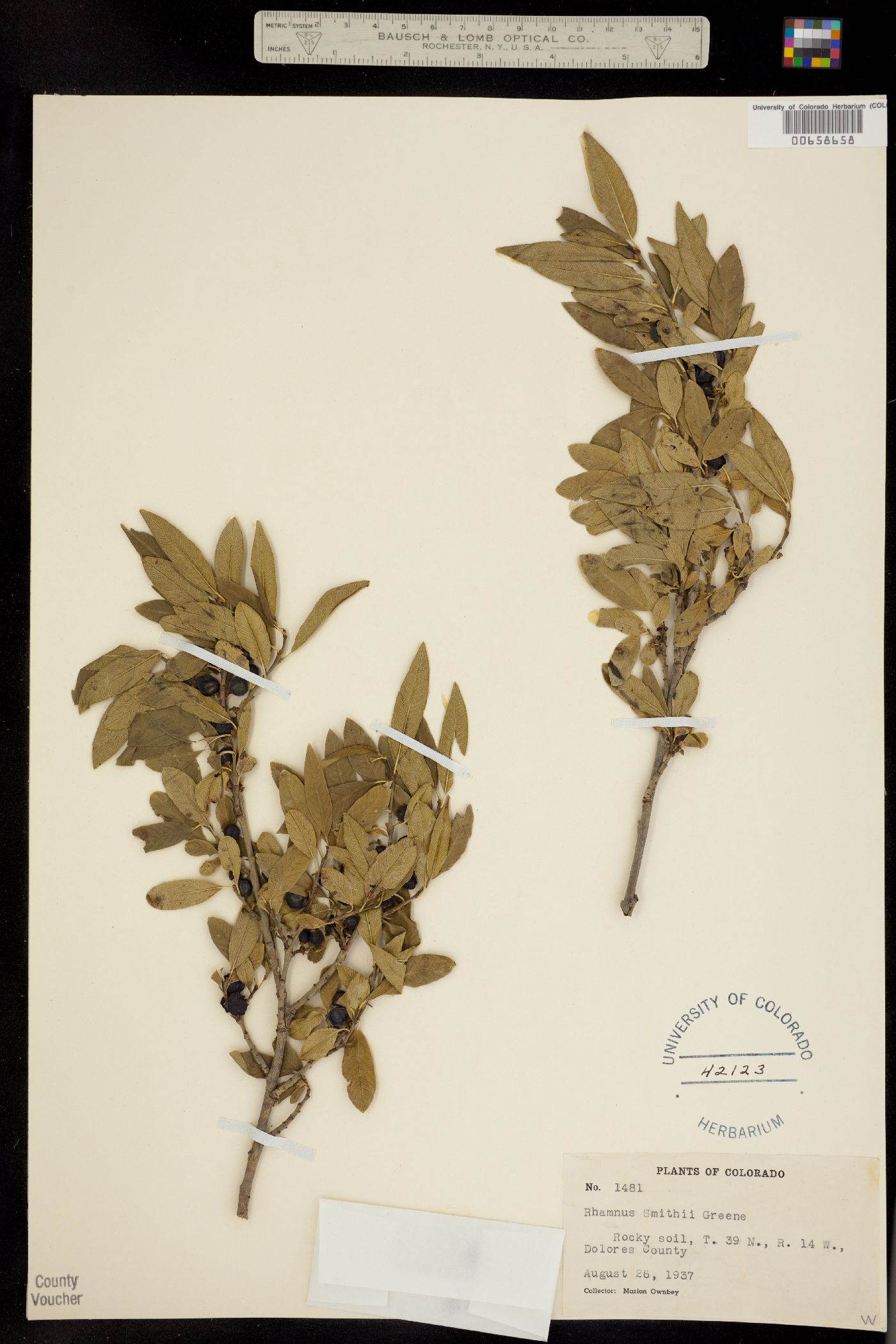 Rhamnus smithii image