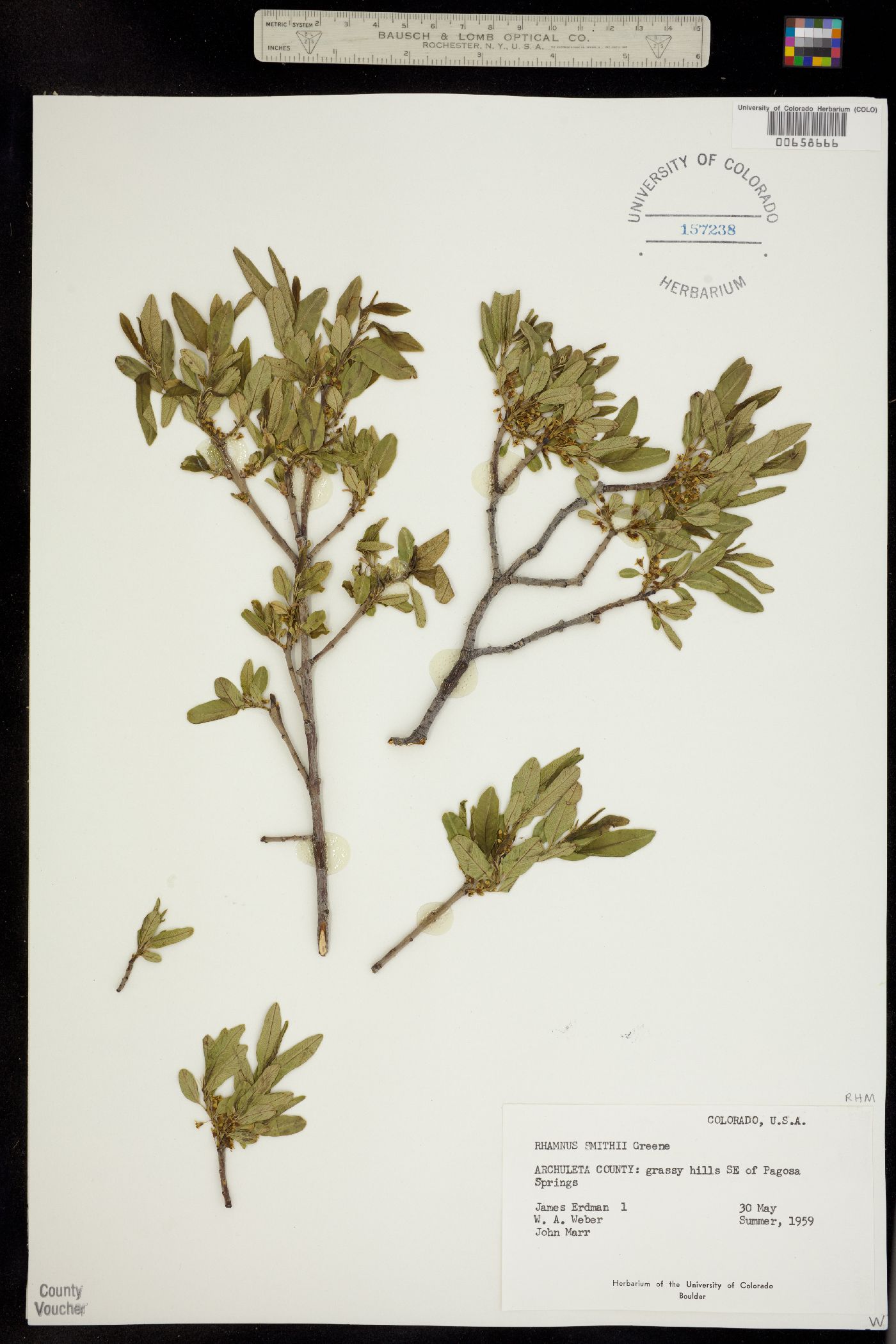 Rhamnus smithii image