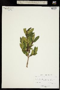 Rhamnus smithii image