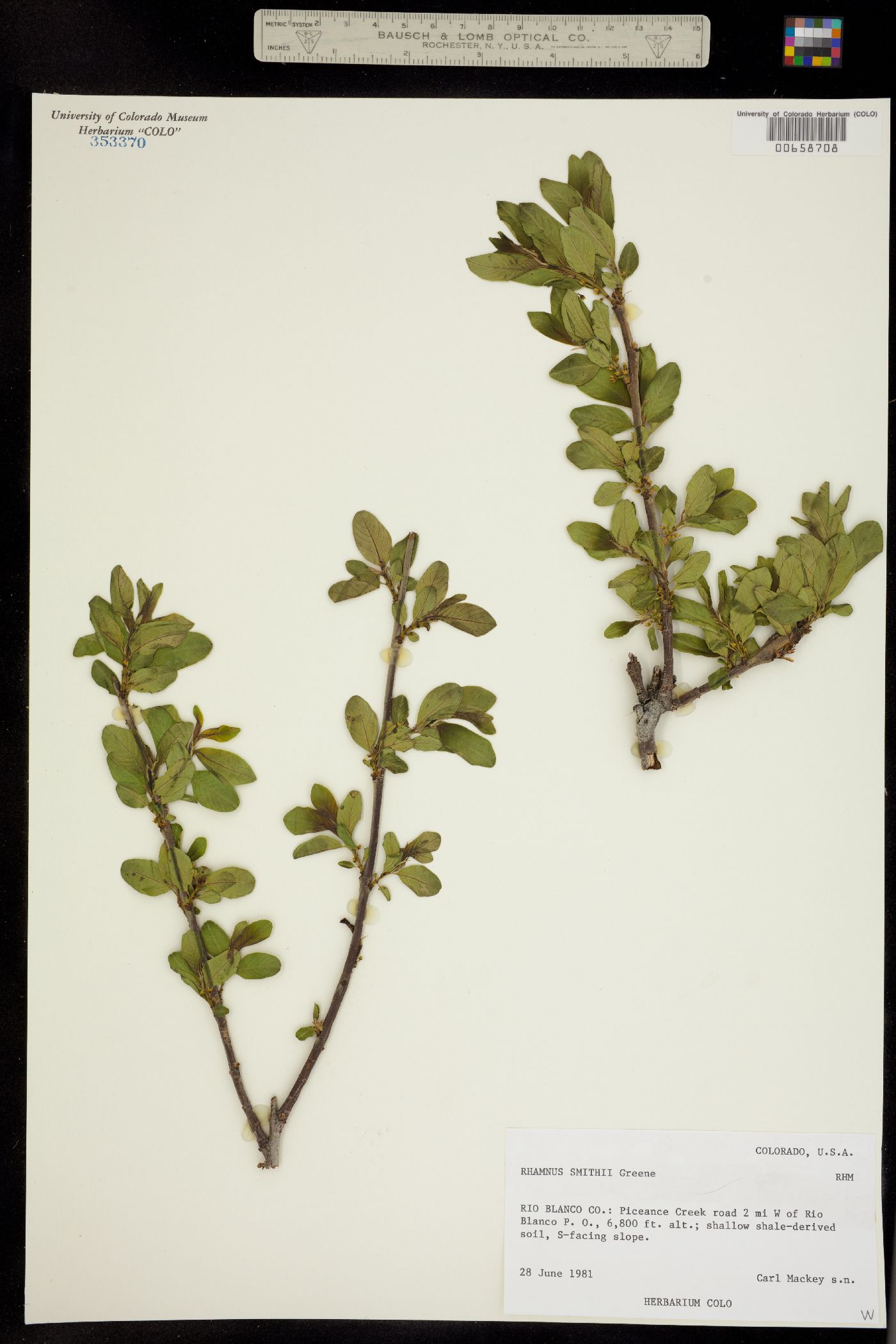 Rhamnus smithii image