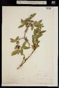 Rhamnus smithii image