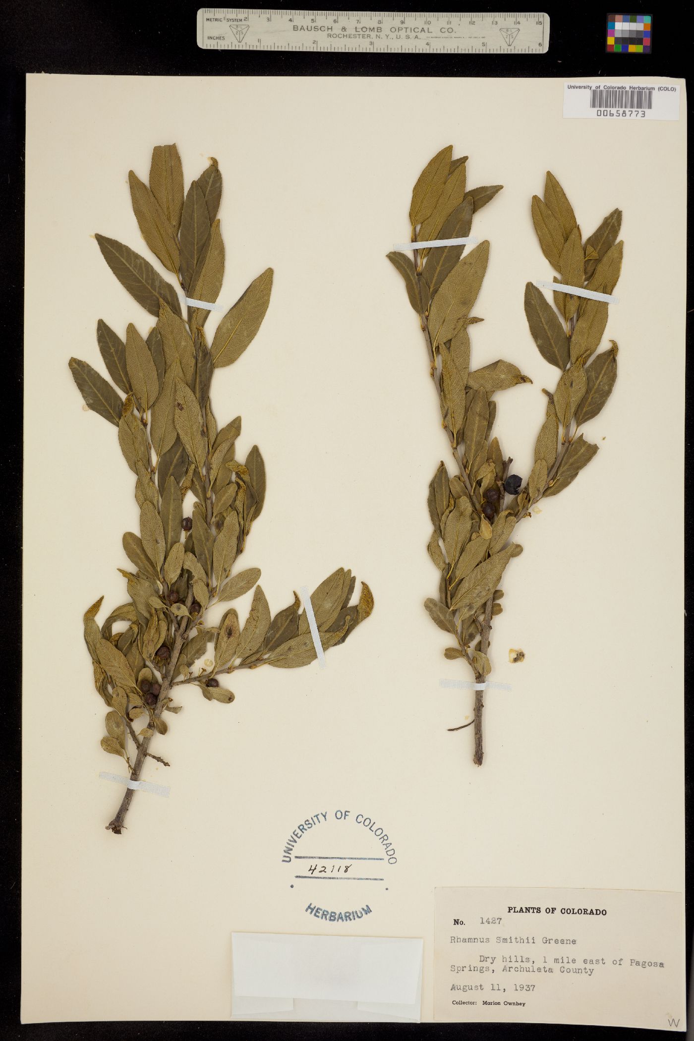 Rhamnus smithii image