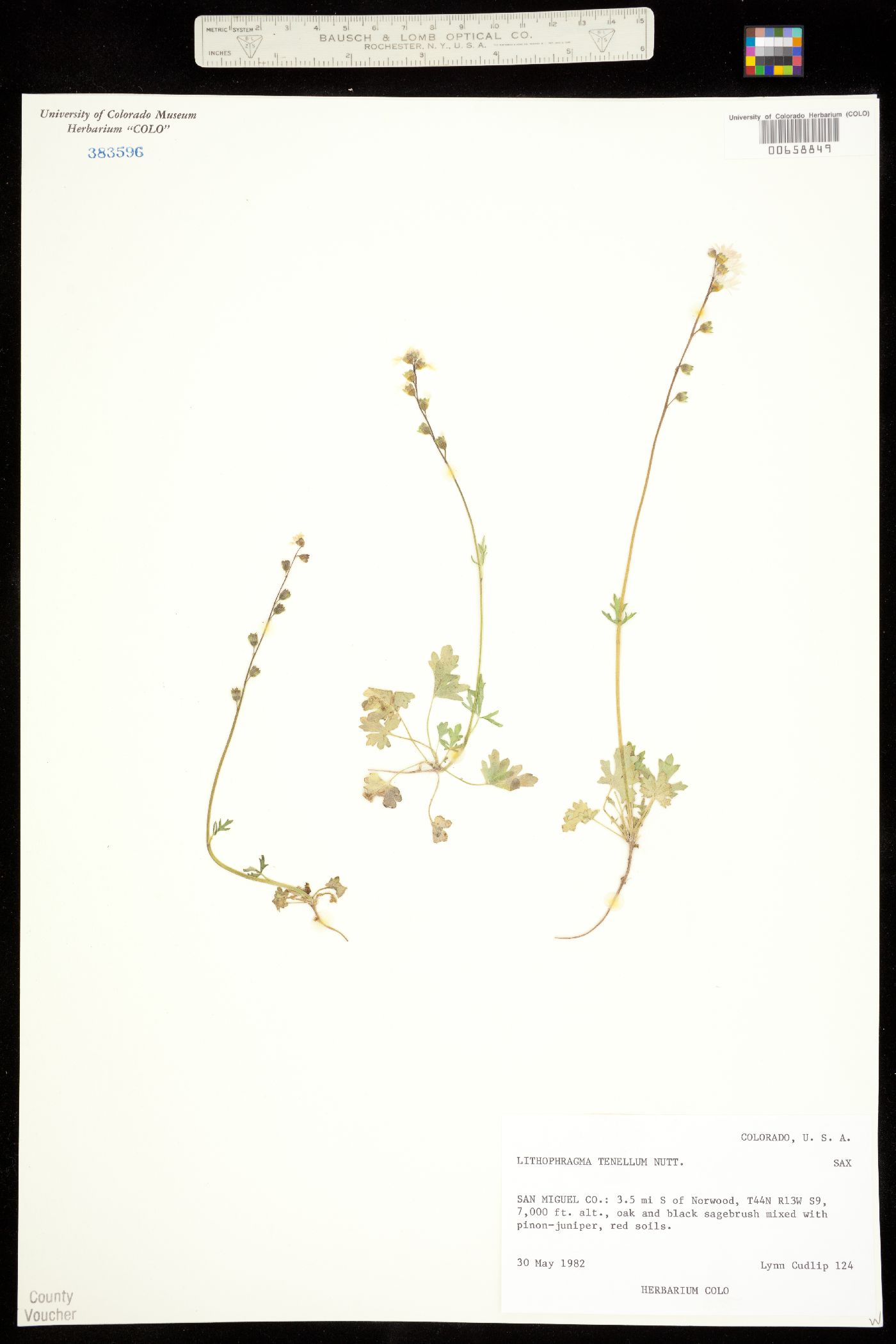 Lithophragma tenellum image