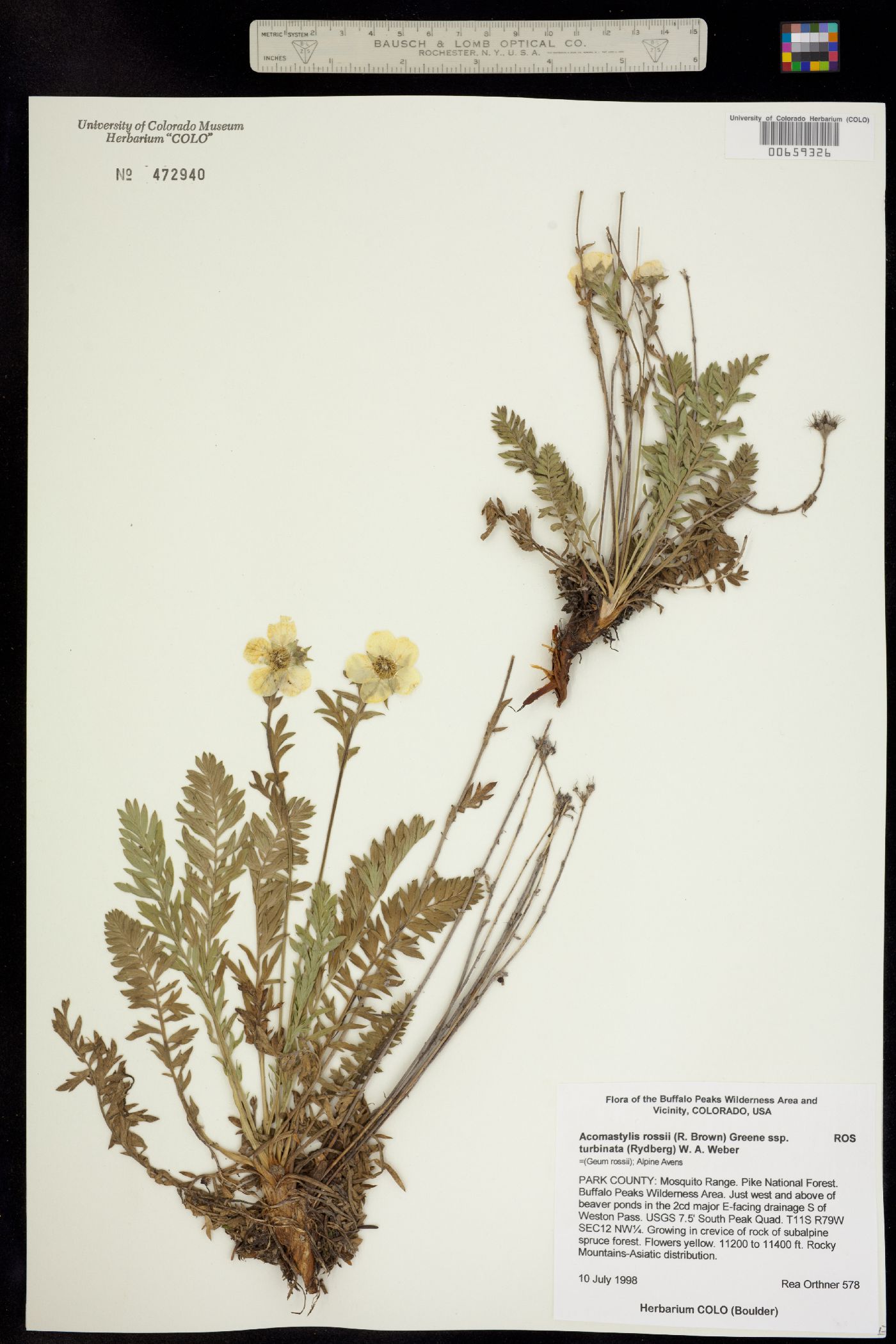 Geum rossii image