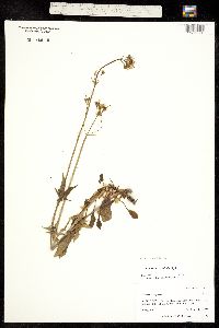 Valeriana acutiloba var. acutiloba image