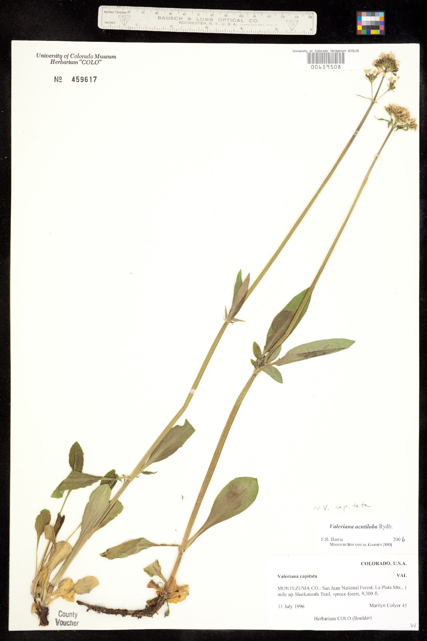 Valeriana acutiloba var. acutiloba image