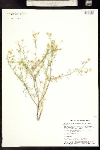 Ipomopsis laxiflora image