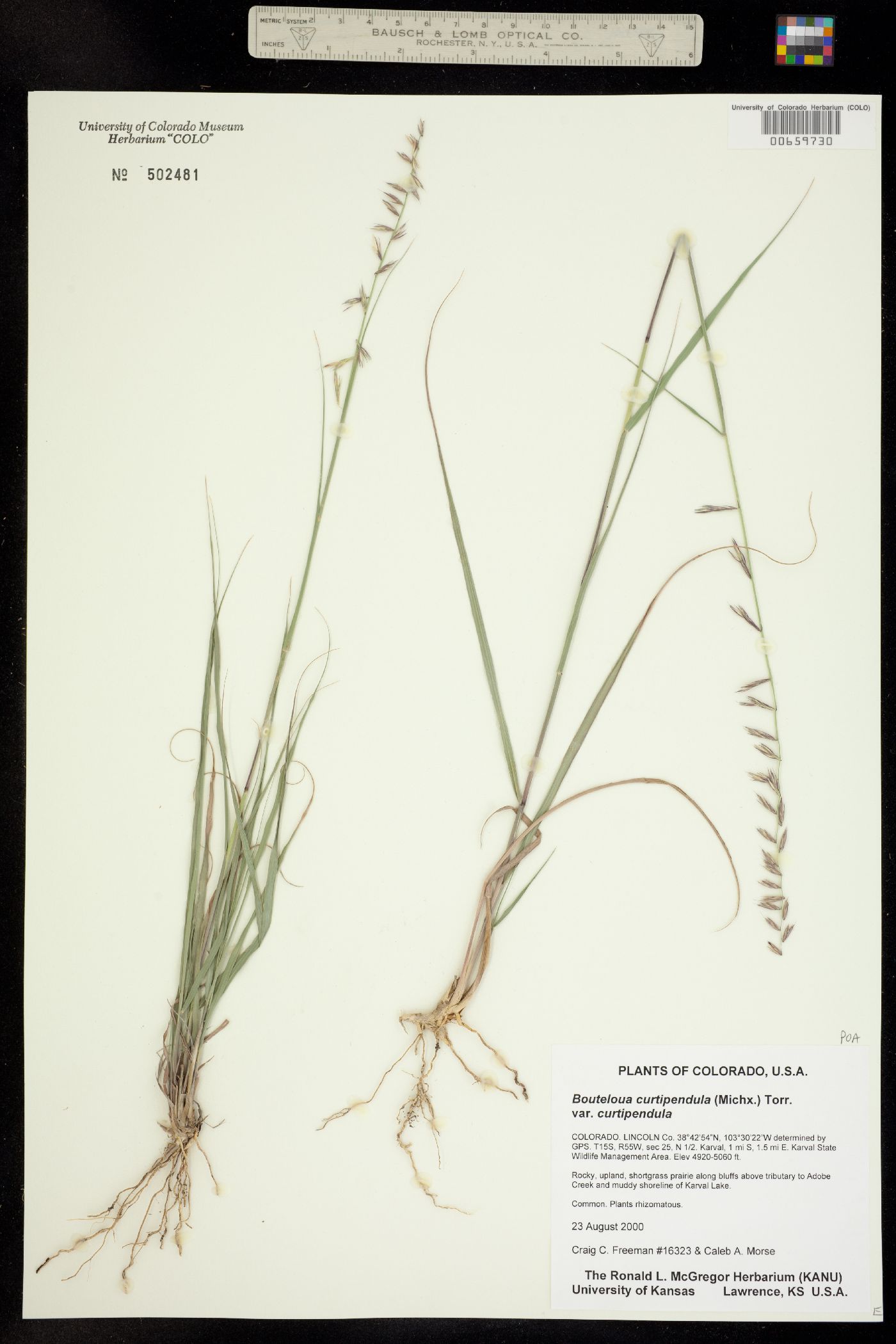 Bouteloua curtipendula var. curtipendula image