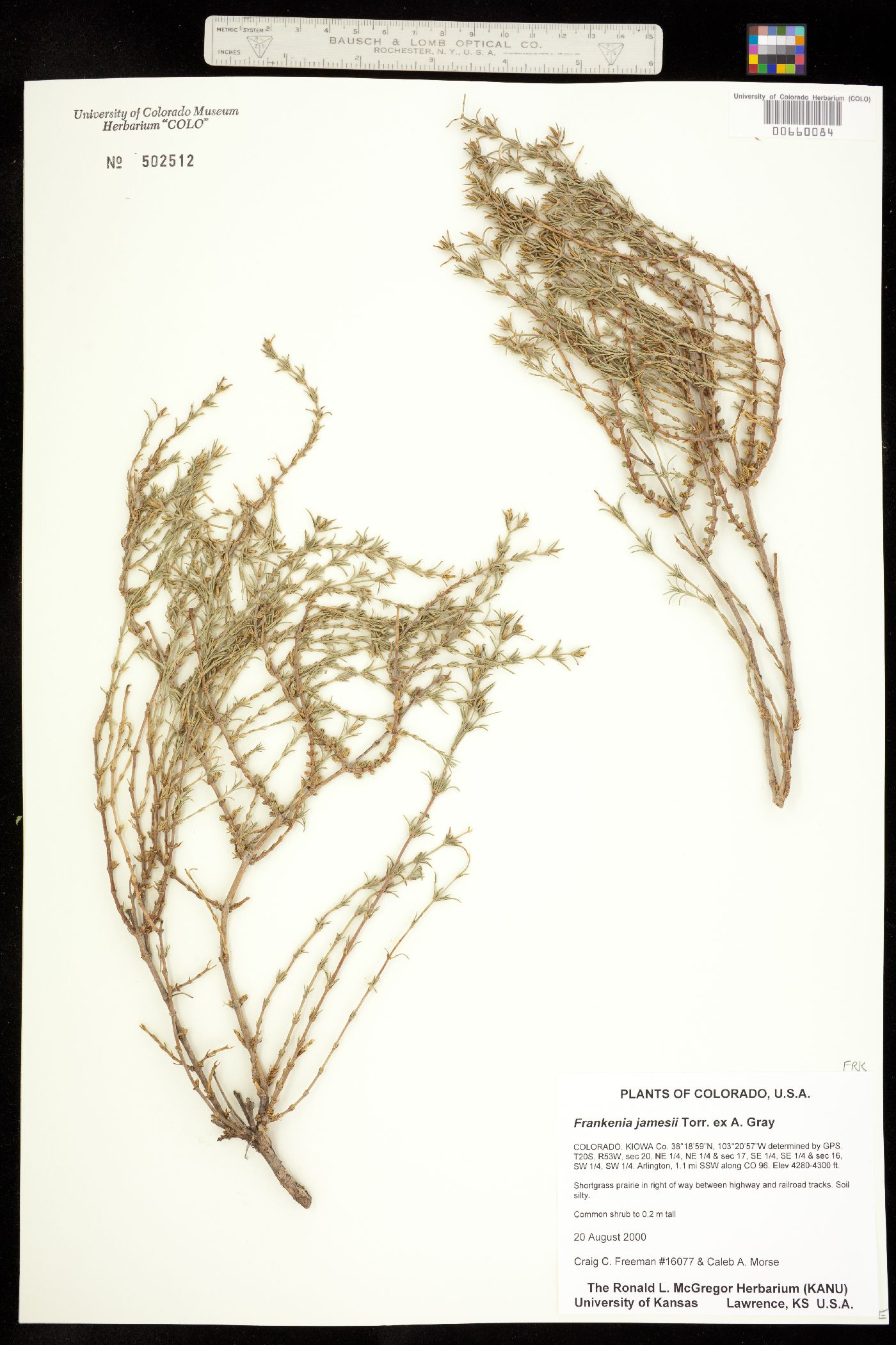 Frankenia jamesii image