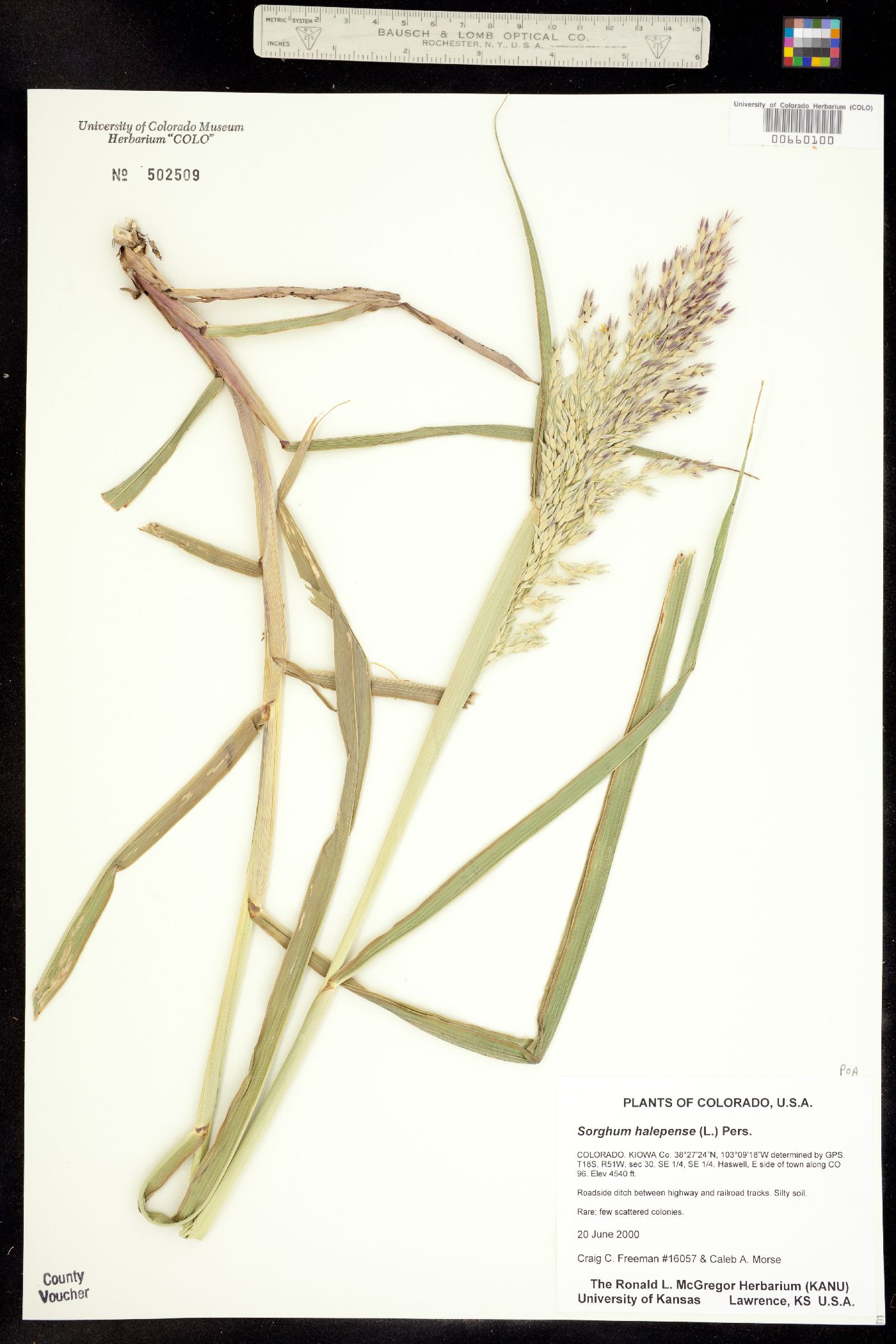 Sorghum halepense image