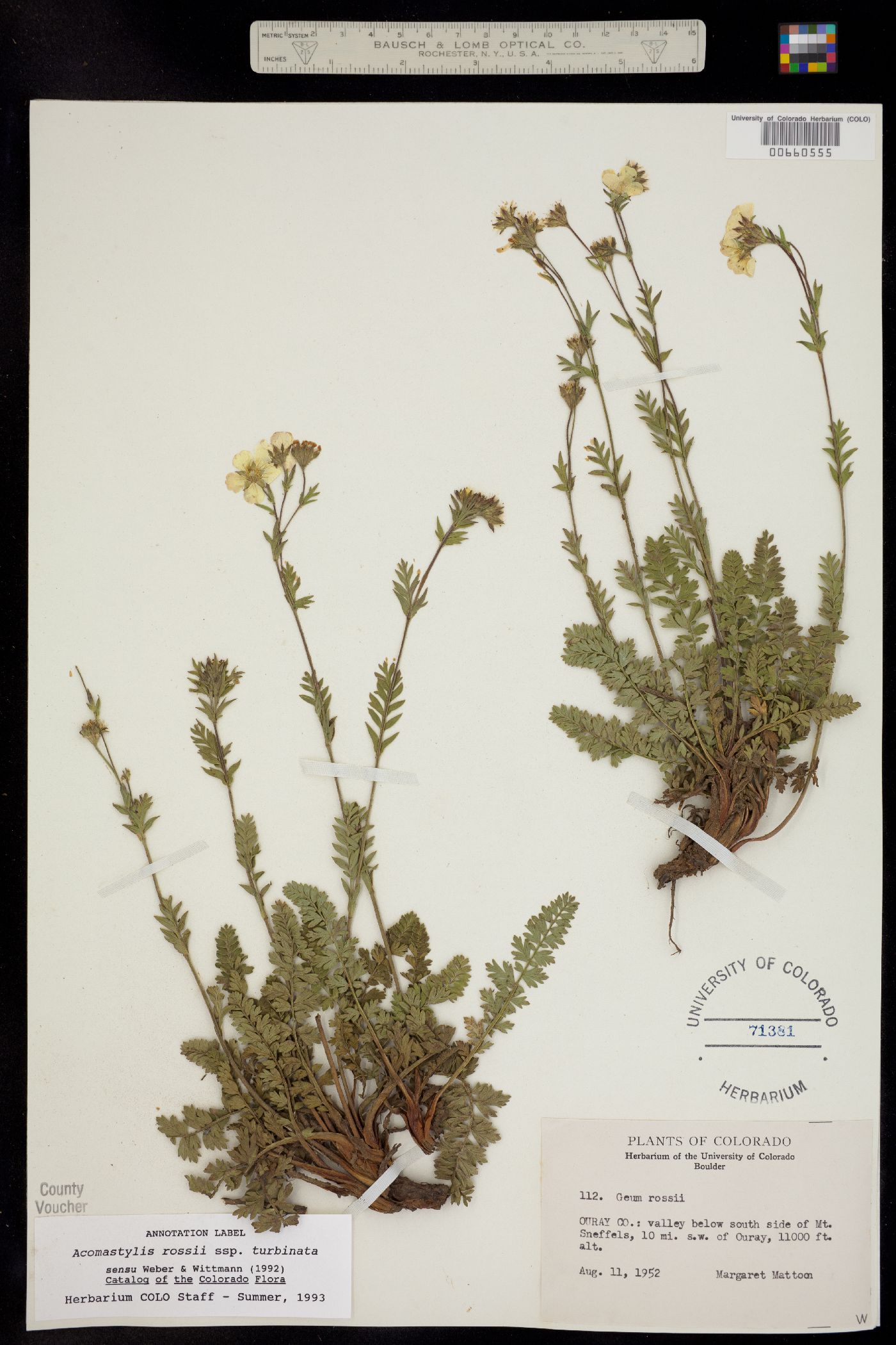 Geum rossii image